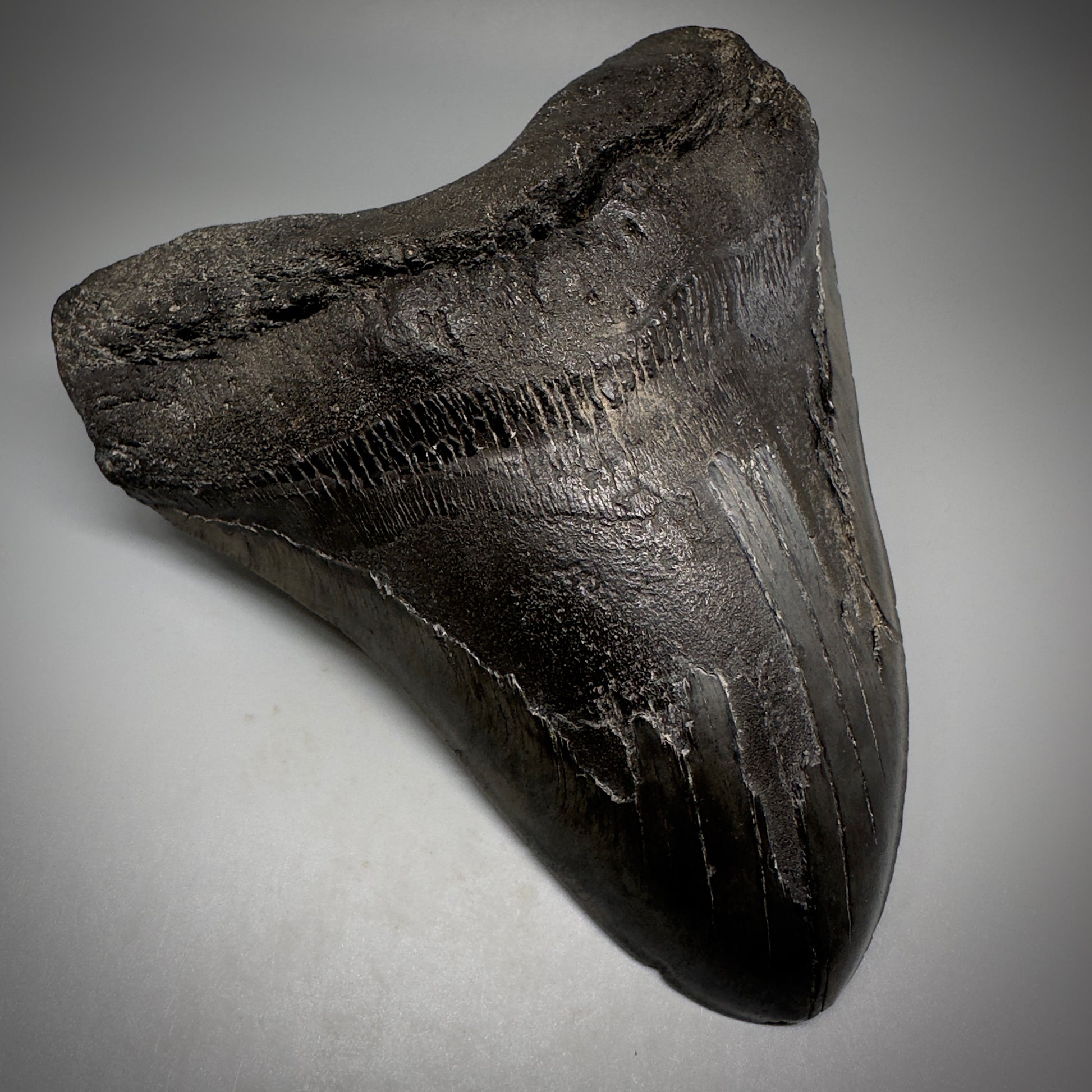 Dark colors, HUGE 6.11" Fossil Megalodon Tooth - South Carolina CM5306 - Front Left