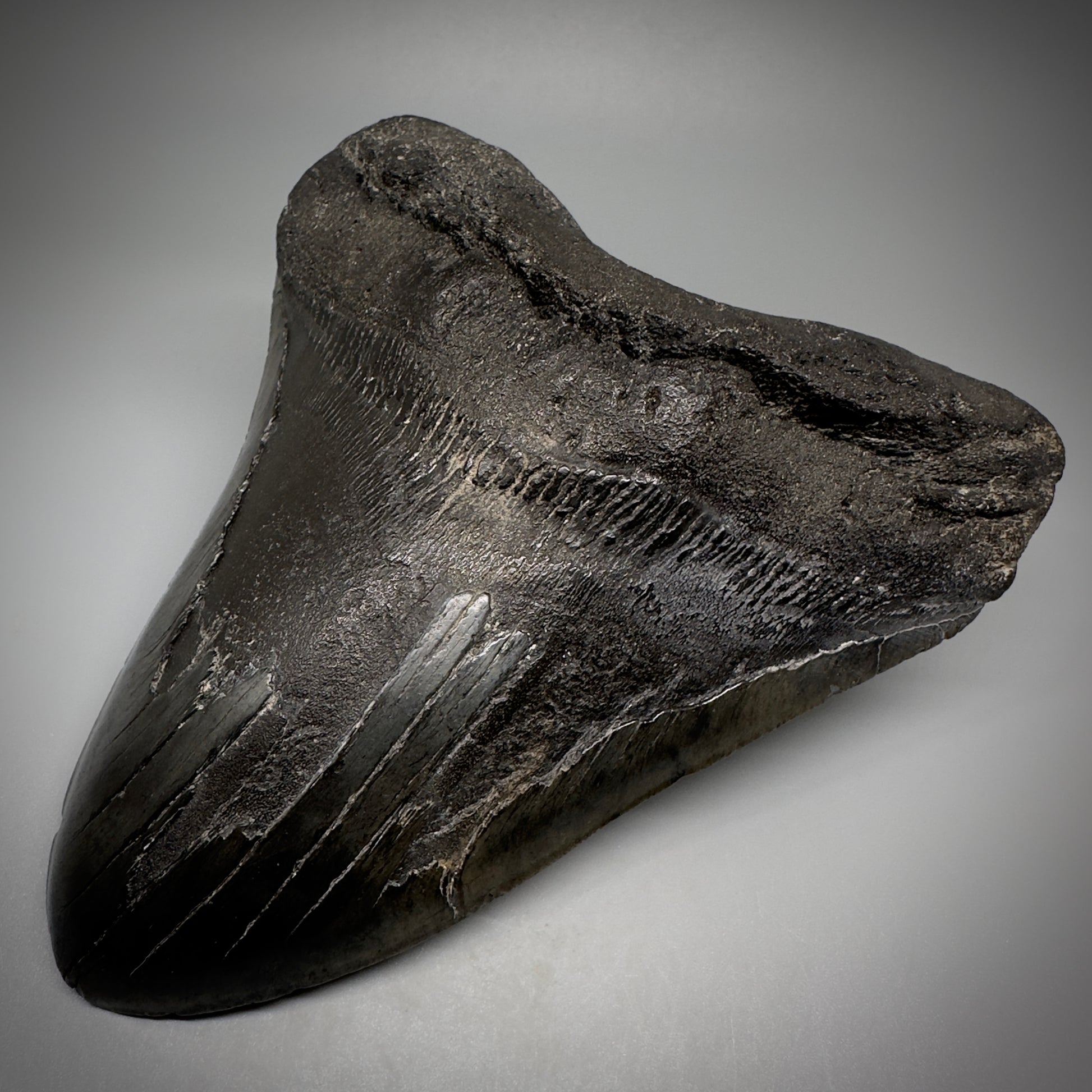 Dark colors, HUGE 6.11" Fossil Megalodon Tooth - South Carolina CM5306 - Front Right