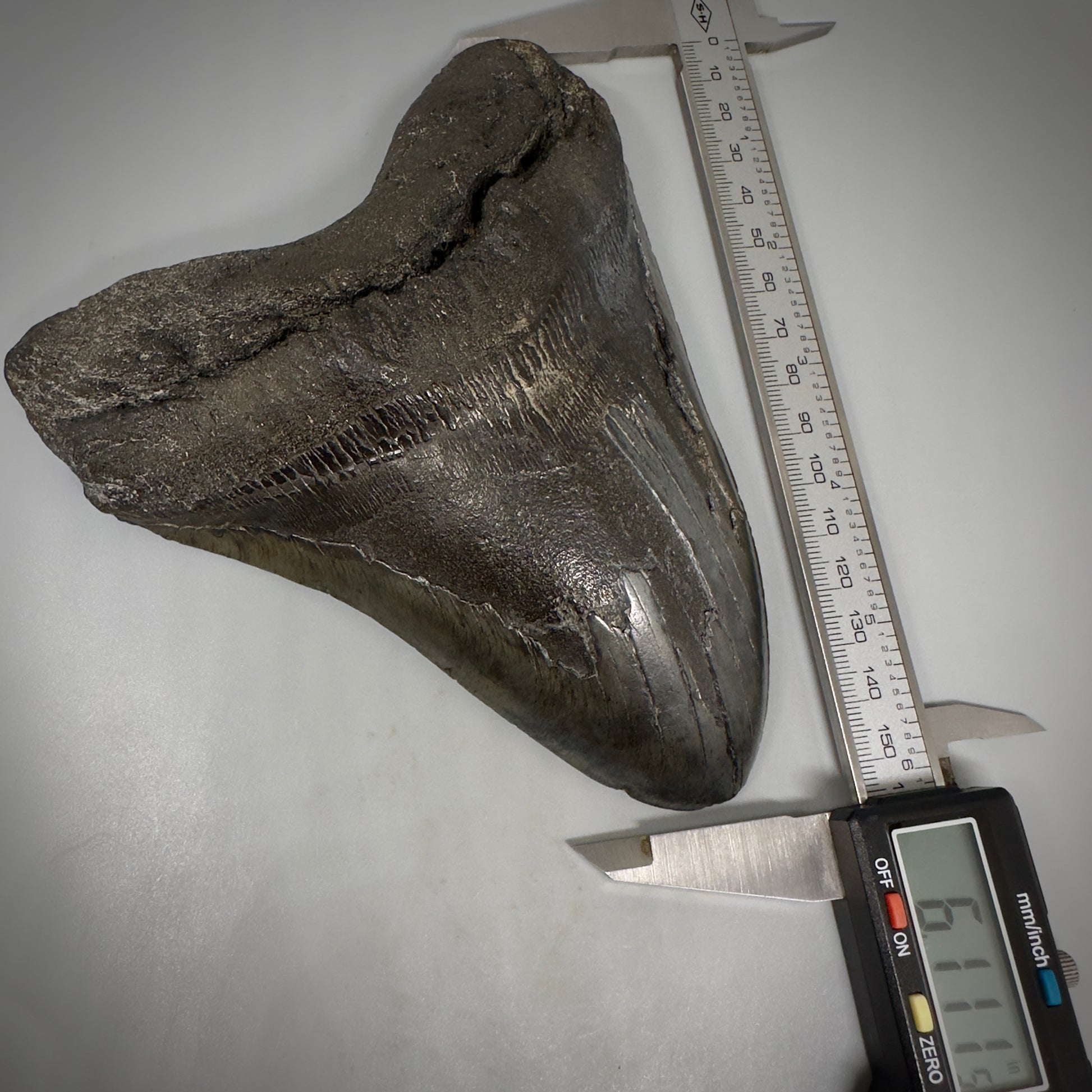 Dark colors, HUGE 6.11" Fossil Megalodon Tooth - South Carolina CM5306 - Front calipers