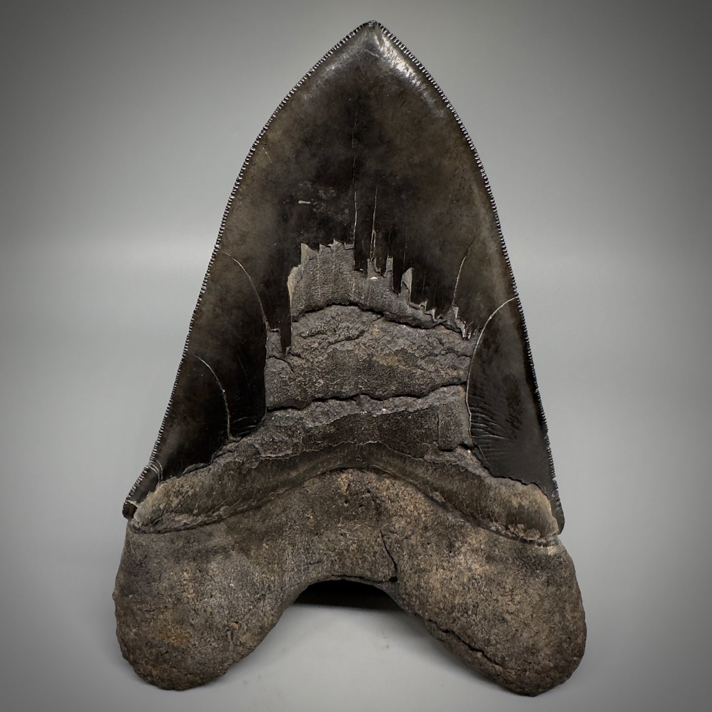 Collector's Quality, HUGE, Jet Black 6.47" Fossil Megalodon Shark Tooth from Georgia CM5307 - Back 