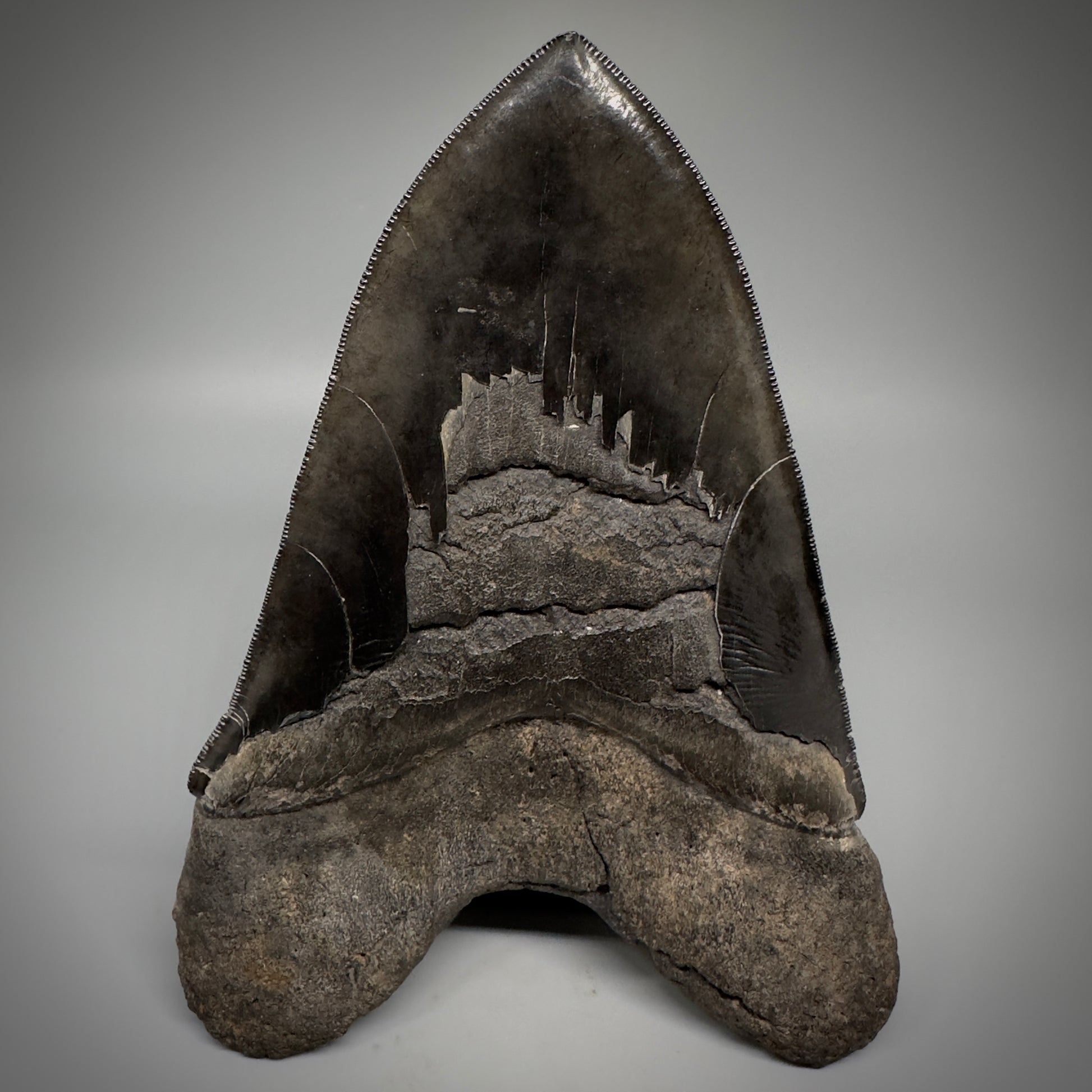 Collector's Quality, HUGE, Jet Black 6.47" Fossil Megalodon Shark Tooth from Georgia CM5307 - Back 