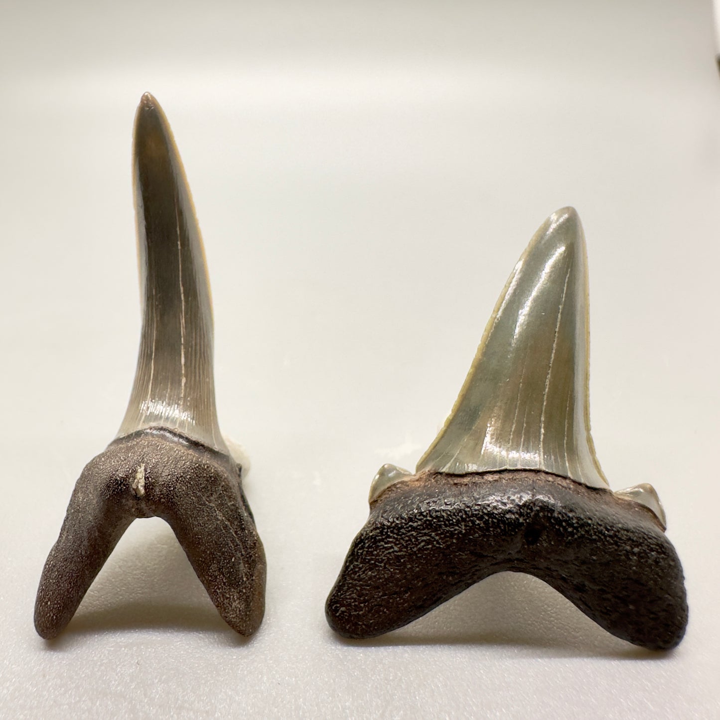Upper and Lower Fossil Striatolamia macrota - Extinct Sand Tiger Shark Teeth from Andalusia, alabama R519 - Front