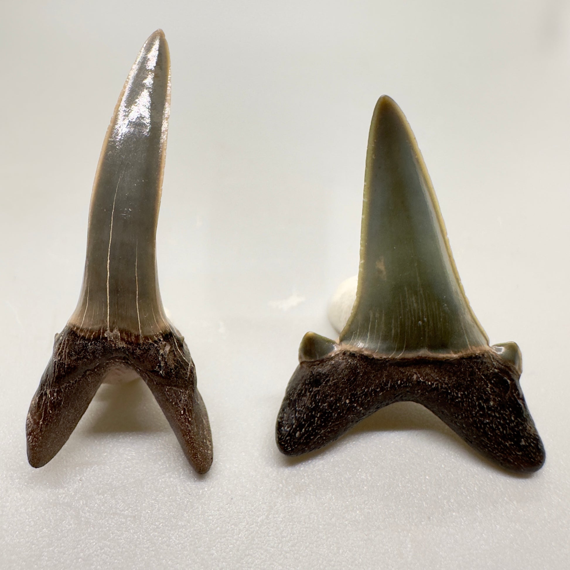 Upper and Lower Fossil Striatolamia macrota - Extinct Sand Tiger Shark Teeth from Andalusia, alabama R519 - Back