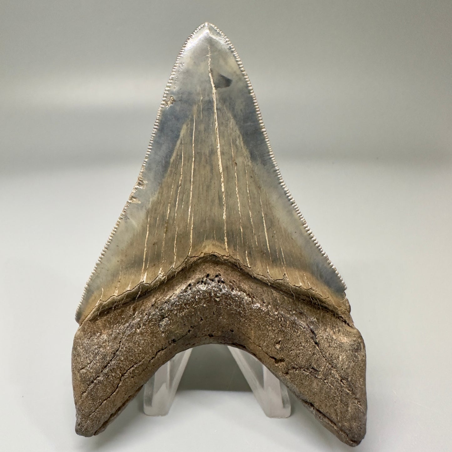 Blue and cream, high quality lower 3.83" Fossil Megalodon Tooth - South Carolina CM4865 - Back