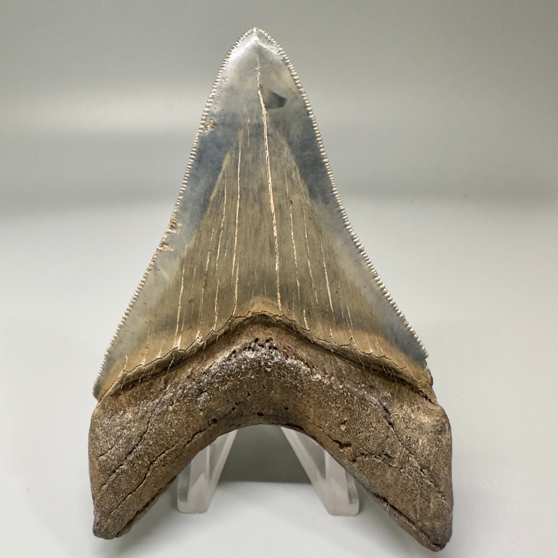 Blue and cream, high quality lower 3.83" Fossil Megalodon Tooth - South Carolina CM4865 - Back