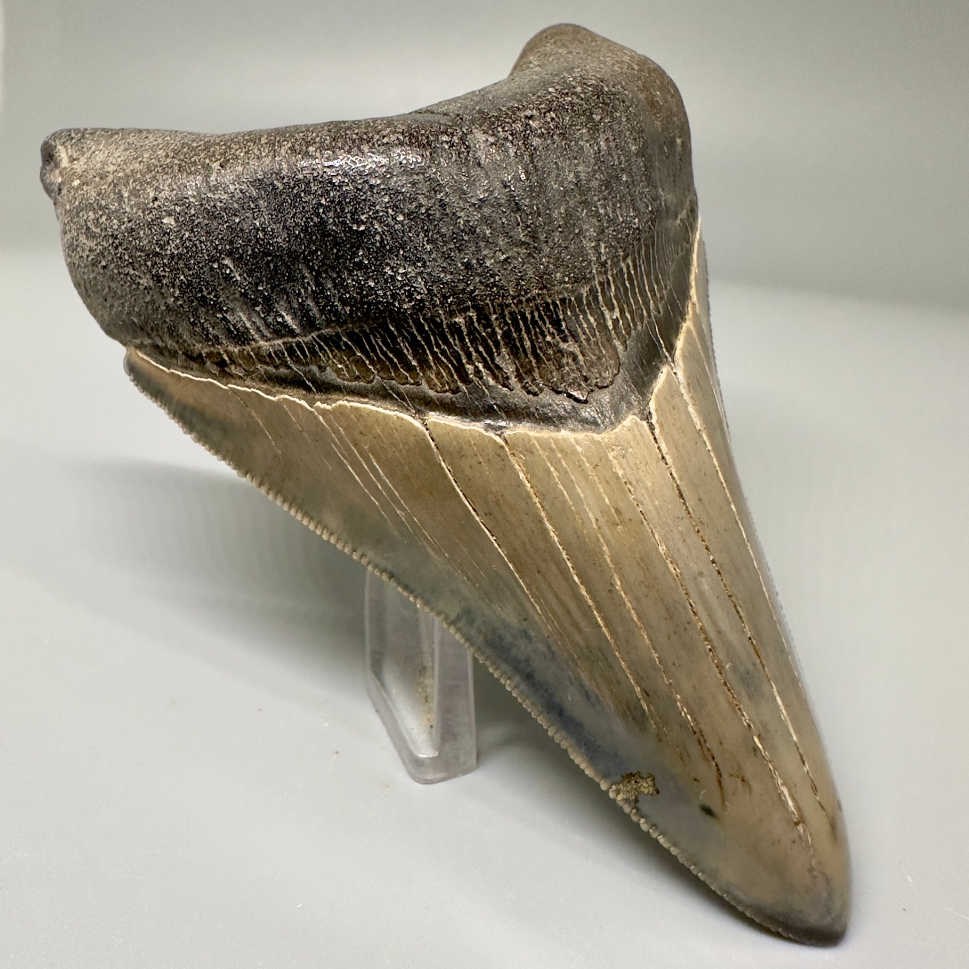 Blue and cream, high quality lower 3.83" Fossil Megalodon Tooth - South Carolina CM4865 - Front Left