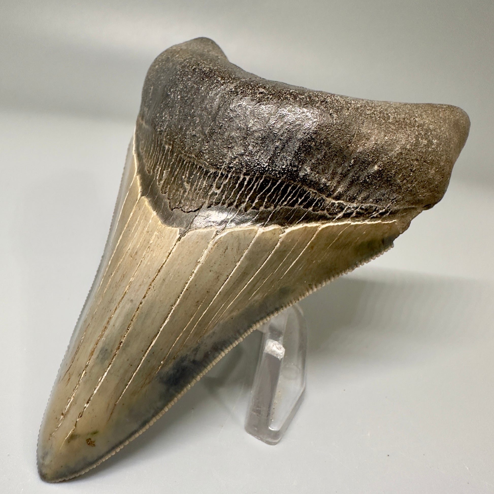 Blue and cream, high quality lower 3.83" Fossil Megalodon Tooth - South Carolina CM4865 - Front Right