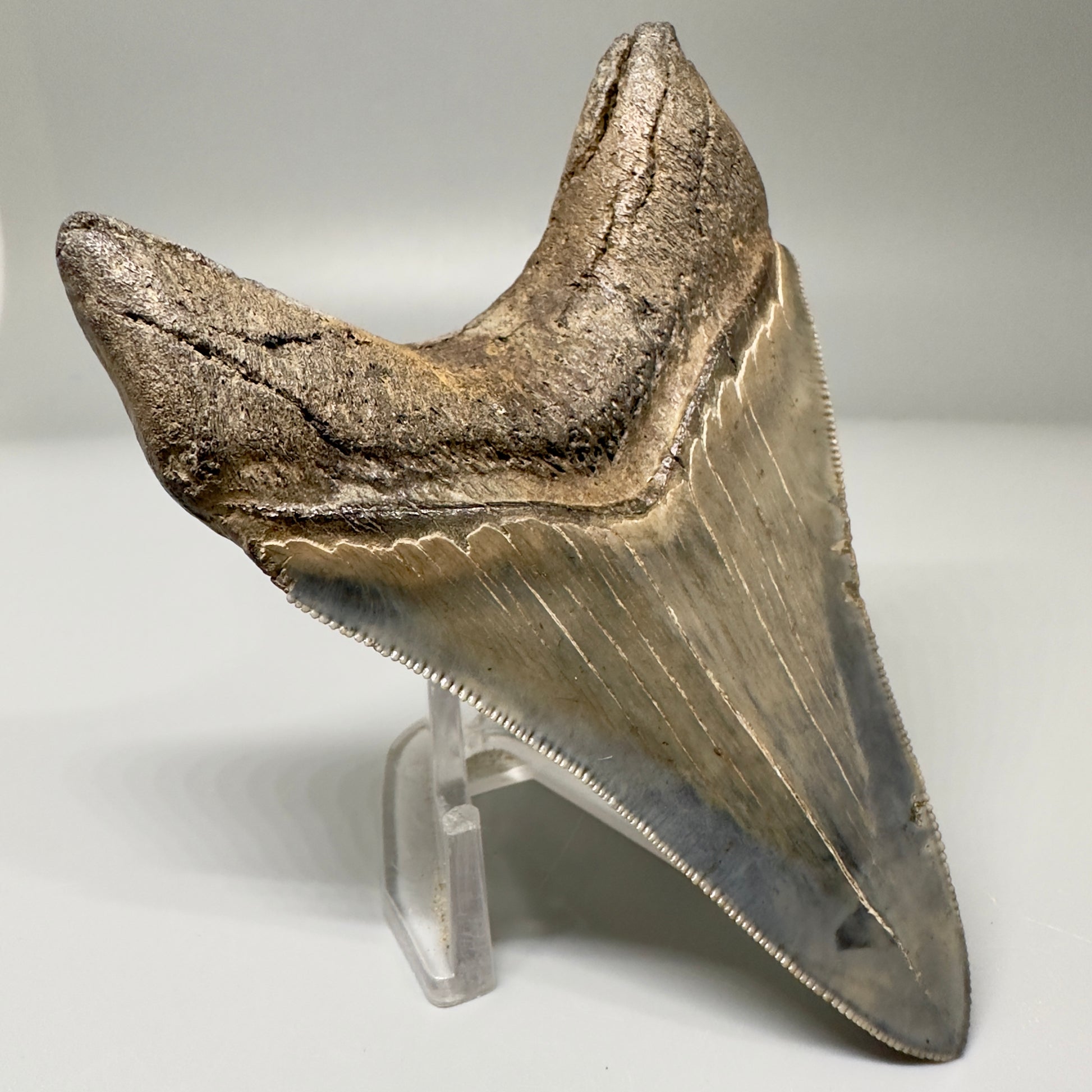 Blue and cream, high quality lower 3.83" Fossil Megalodon Tooth - South Carolina CM4865 - Back Left