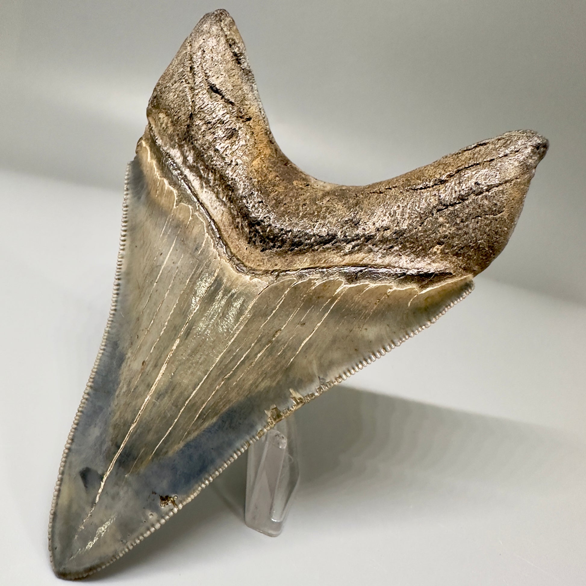 Blue and cream, high quality lower 3.83" Fossil Megalodon Tooth - South Carolina CM4865 - Back Right
