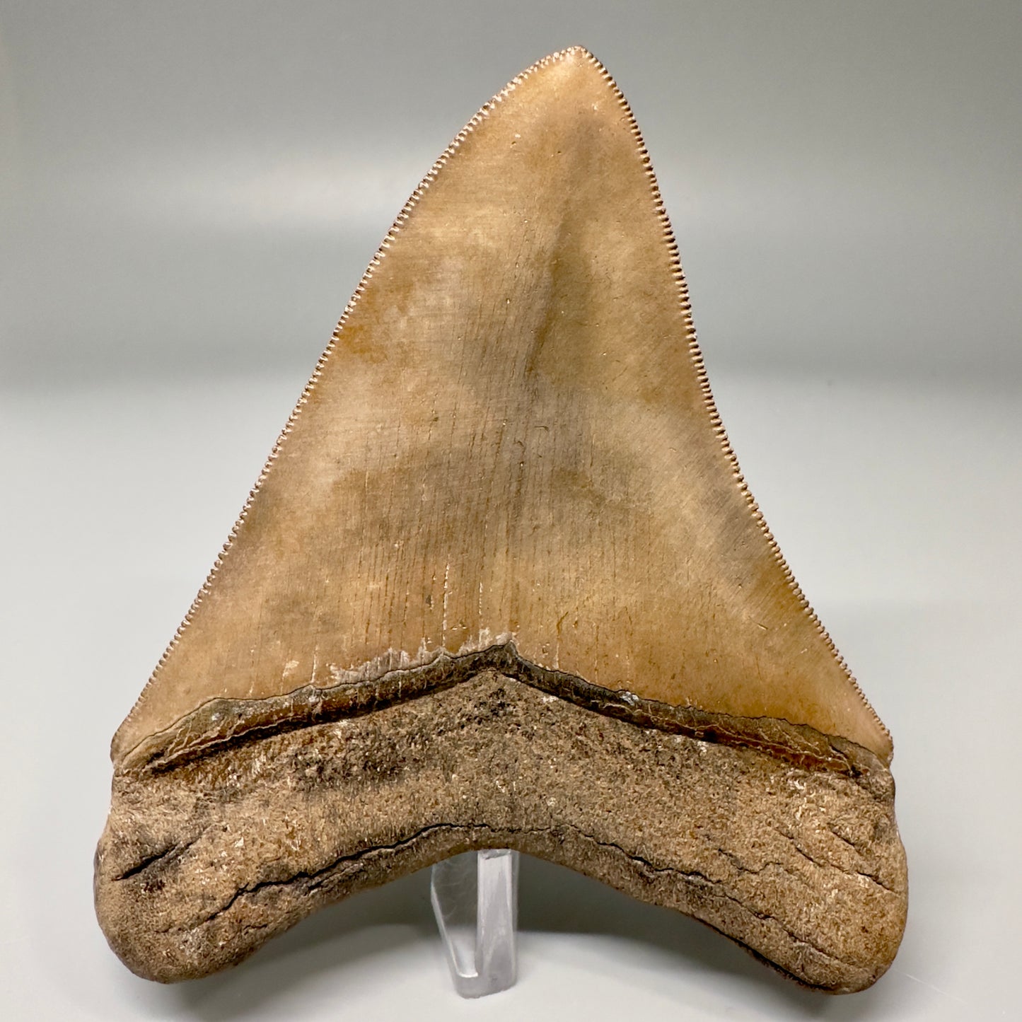 Light Brown 3.70" Sharply Serrated Megalodon Tooth -  Georgia CM4864 - Back 