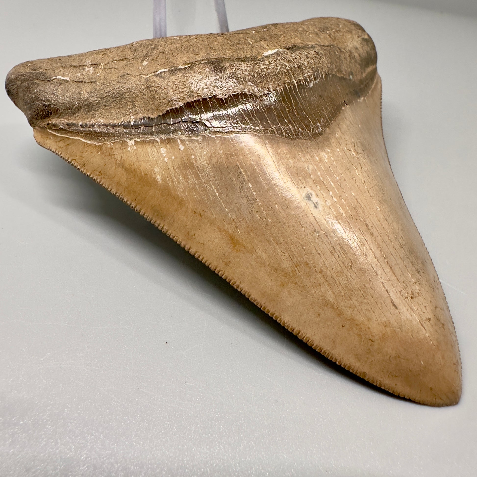 Light Brown 3.70" Sharply Serrated Megalodon Tooth -  Georgia CM4864 - Front Left