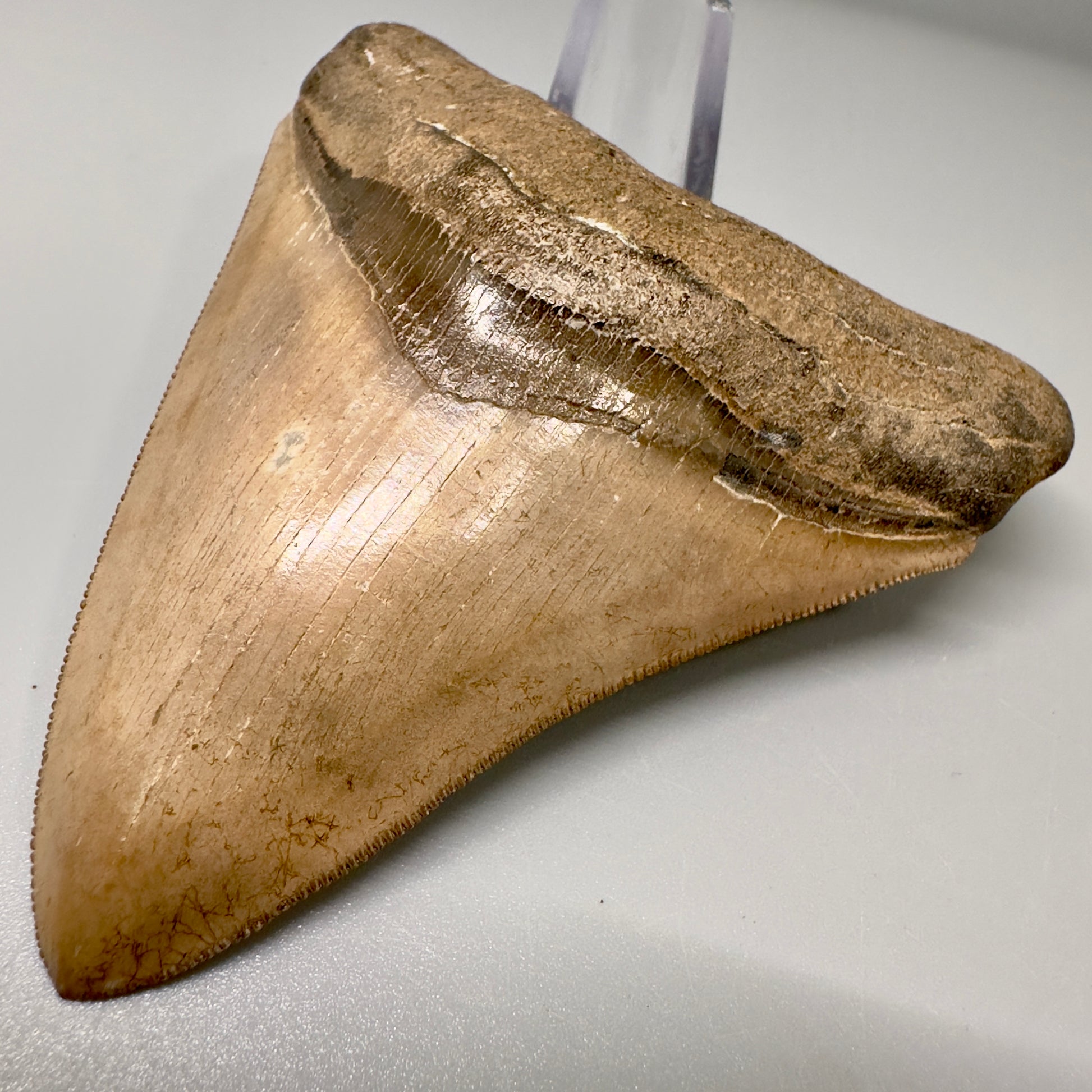 Light Brown 3.70" Sharply Serrated Megalodon Tooth -  Georgia CM4864 - Front Right