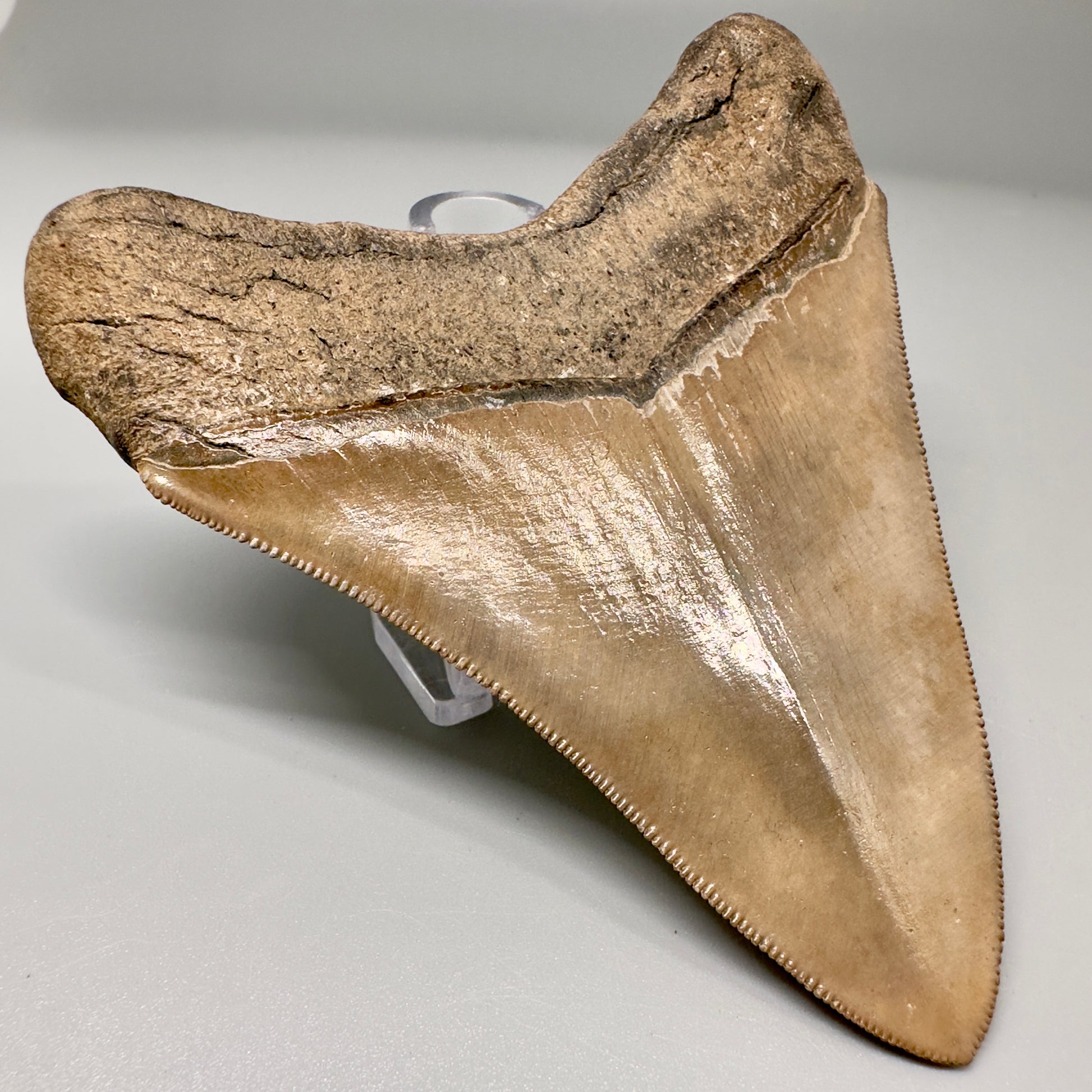 Light Brown 3.70" Sharply Serrated Megalodon Tooth -  Georgia CM4864 - Back Left