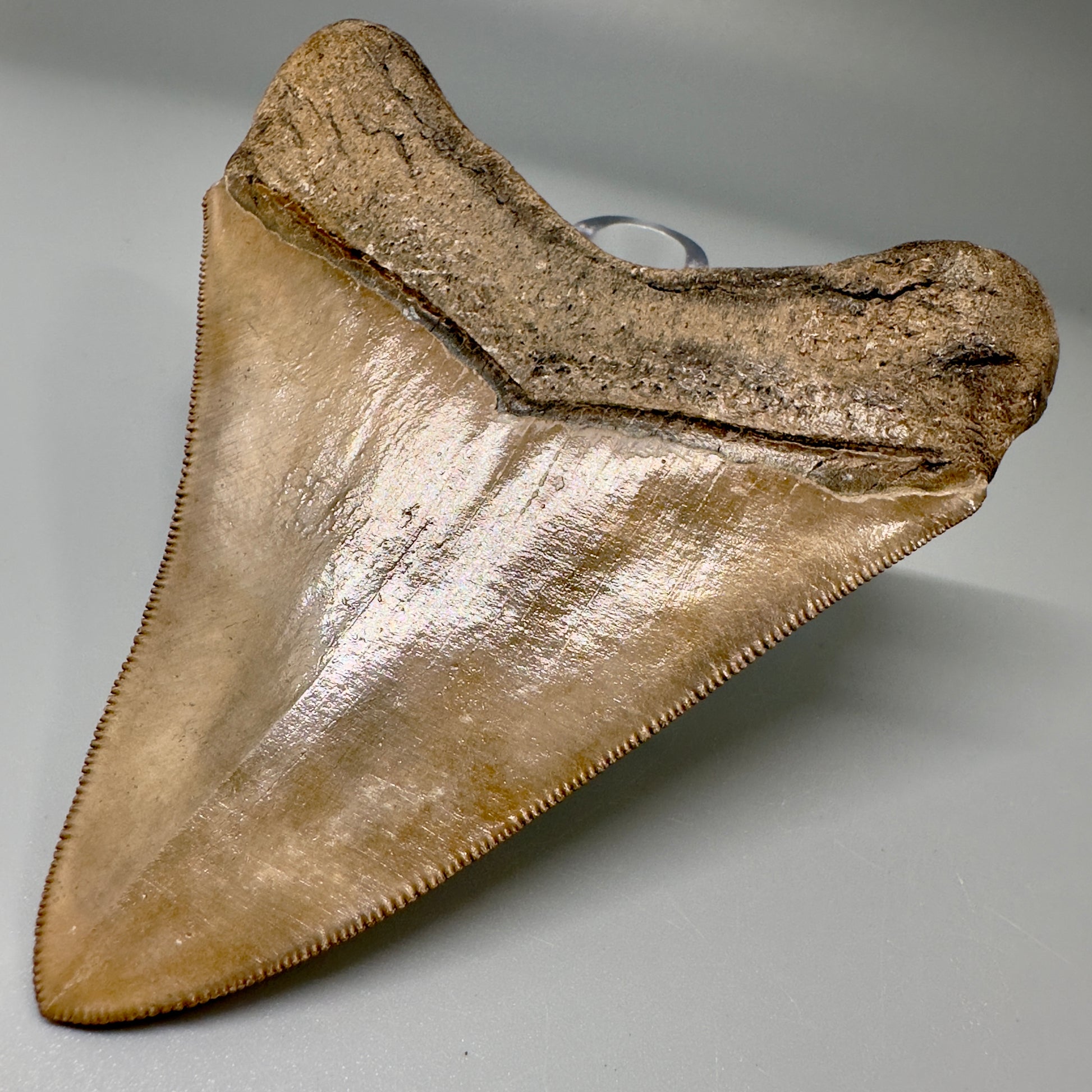 Light Brown 3.70" Sharply Serrated Megalodon Tooth -  Georgia CM4864 - Back Right