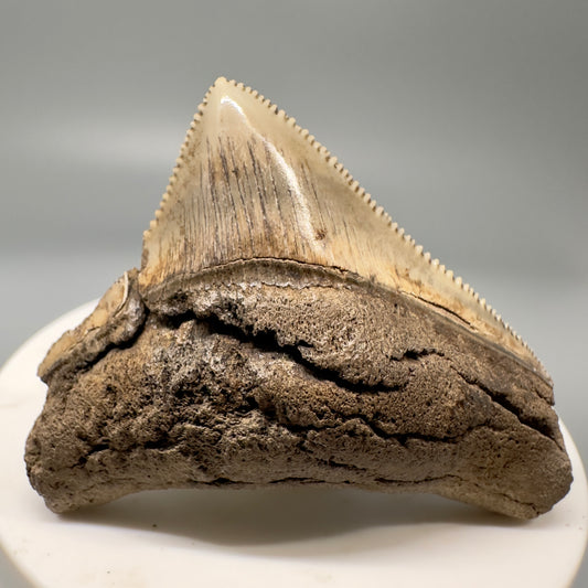 Sharply serrated posterior 2.02" Authentic Fossil Megalodon Tooth from South Carolina CM4861 - Front