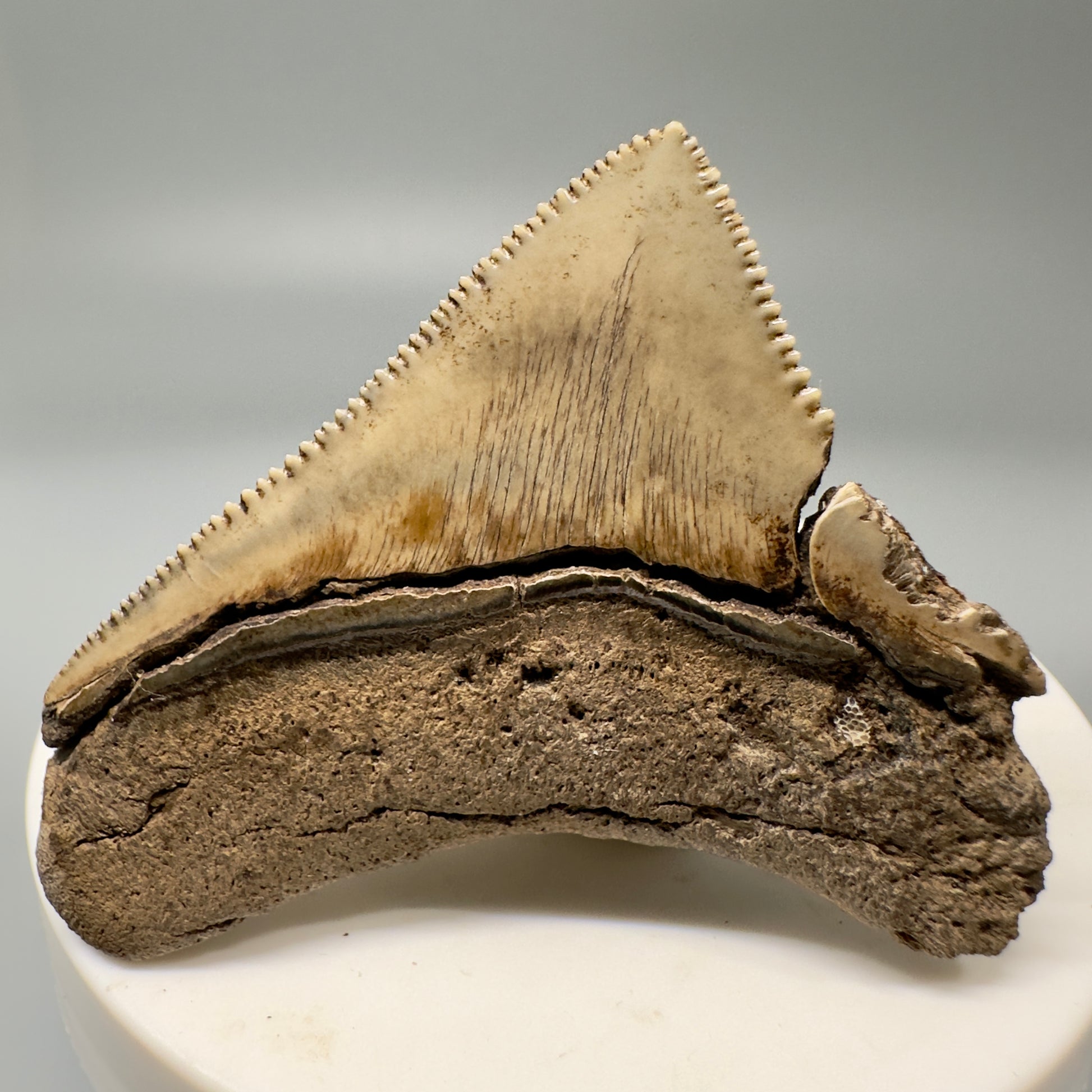 Sharply serrated posterior 2.02" Authentic Fossil Megalodon Tooth from South Carolina CM4861 - Back 