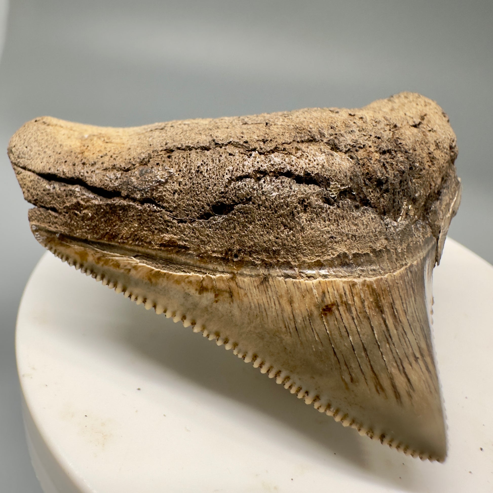 Sharply serrated posterior 2.02" Authentic Fossil Megalodon Tooth from South Carolina CM4861 - Front Left