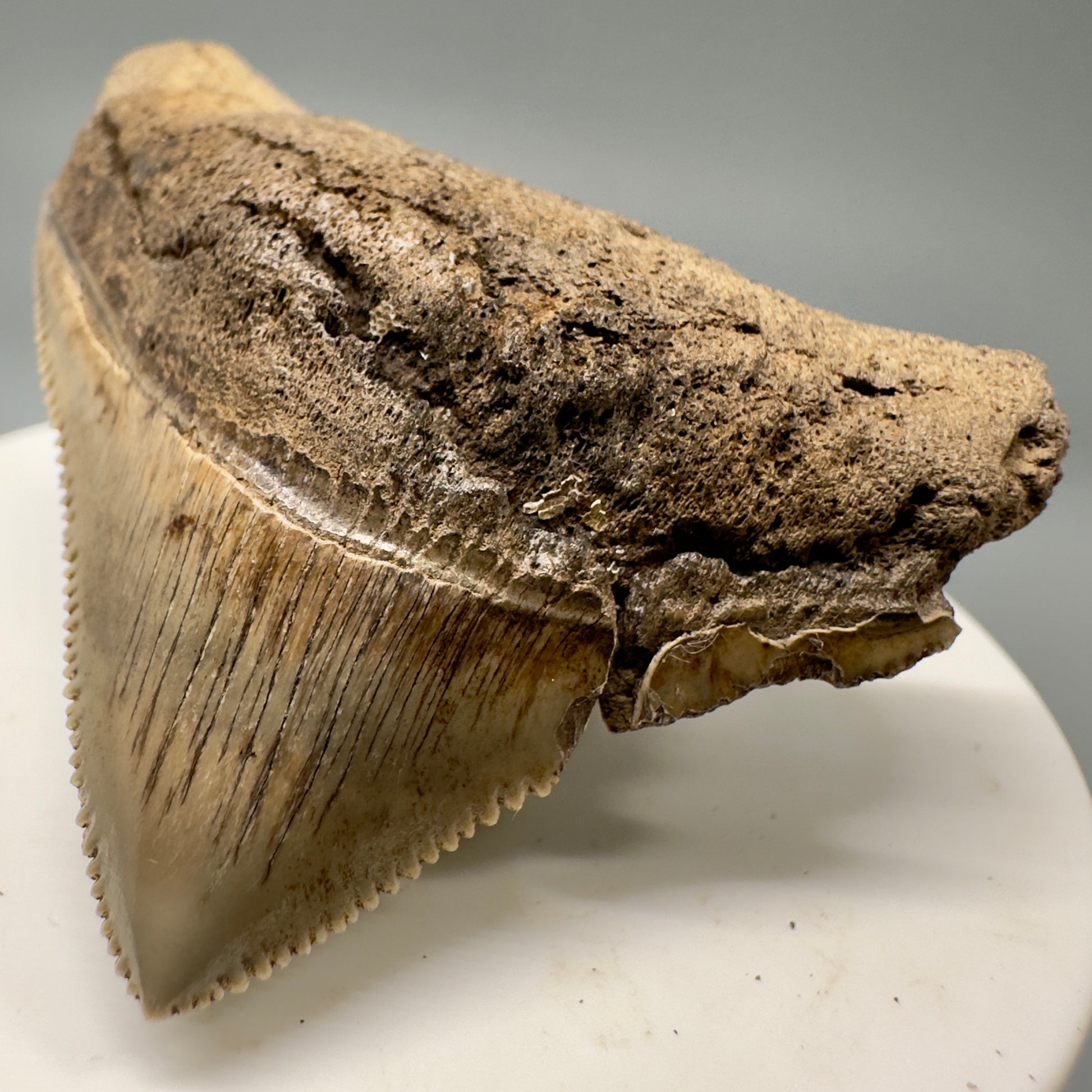 Sharply serrated posterior 2.02" Authentic Fossil Megalodon Tooth from South Carolina CM4861 - Front Right
