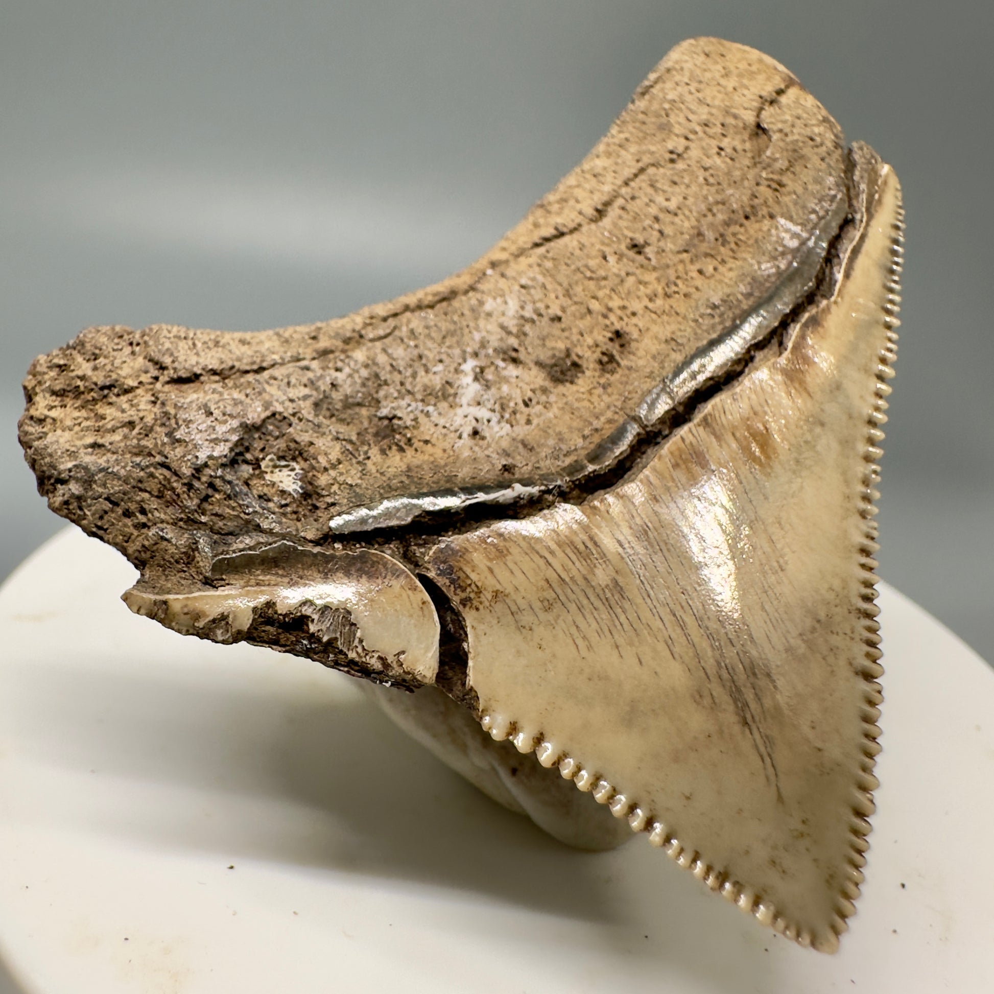 Sharply serrated posterior 2.02" Authentic Fossil Megalodon Tooth from South Carolina CM4861 - Back Left