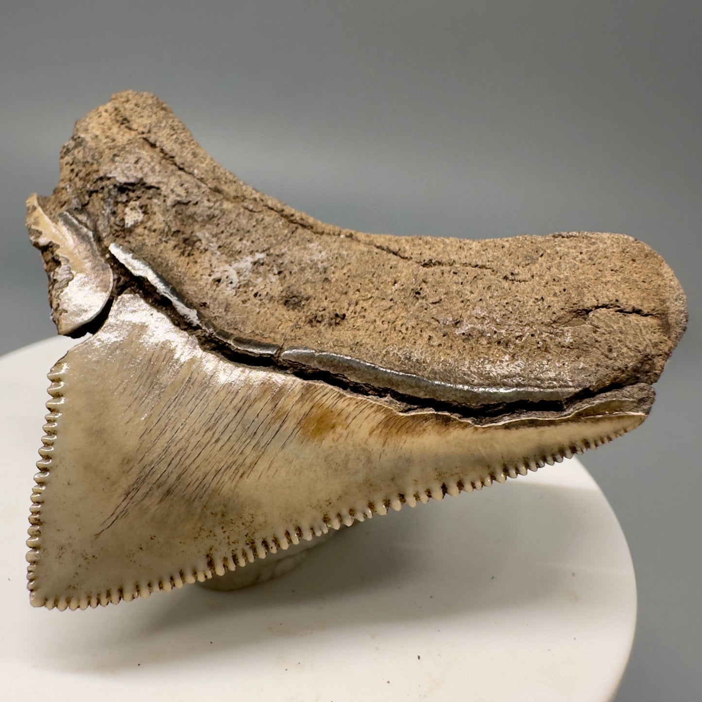 Sharply serrated posterior 2.02" Authentic Fossil Megalodon Tooth from South Carolina CM4861 - Back Right