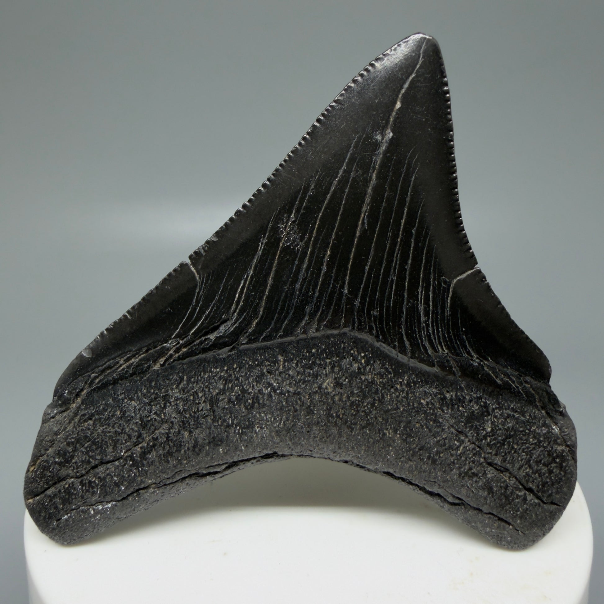 Back view 2.65" Dark colors Lateral Fossil Megalodon Tooth – South Carolina River Find | Authentic CM6036