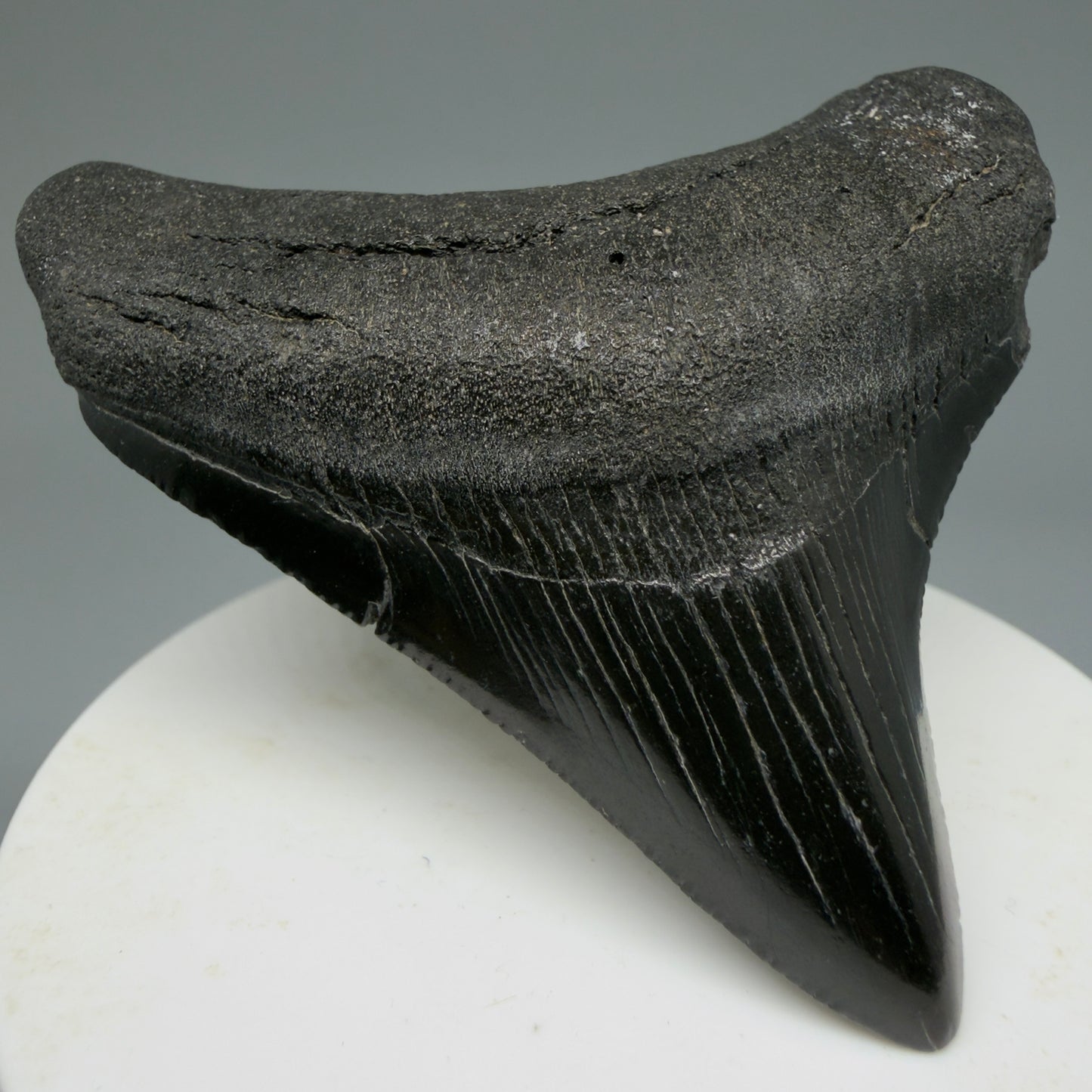 Front Left view 2.65" Dark colors Lateral Fossil Megalodon Tooth – South Carolina River Find | Authentic CM6036