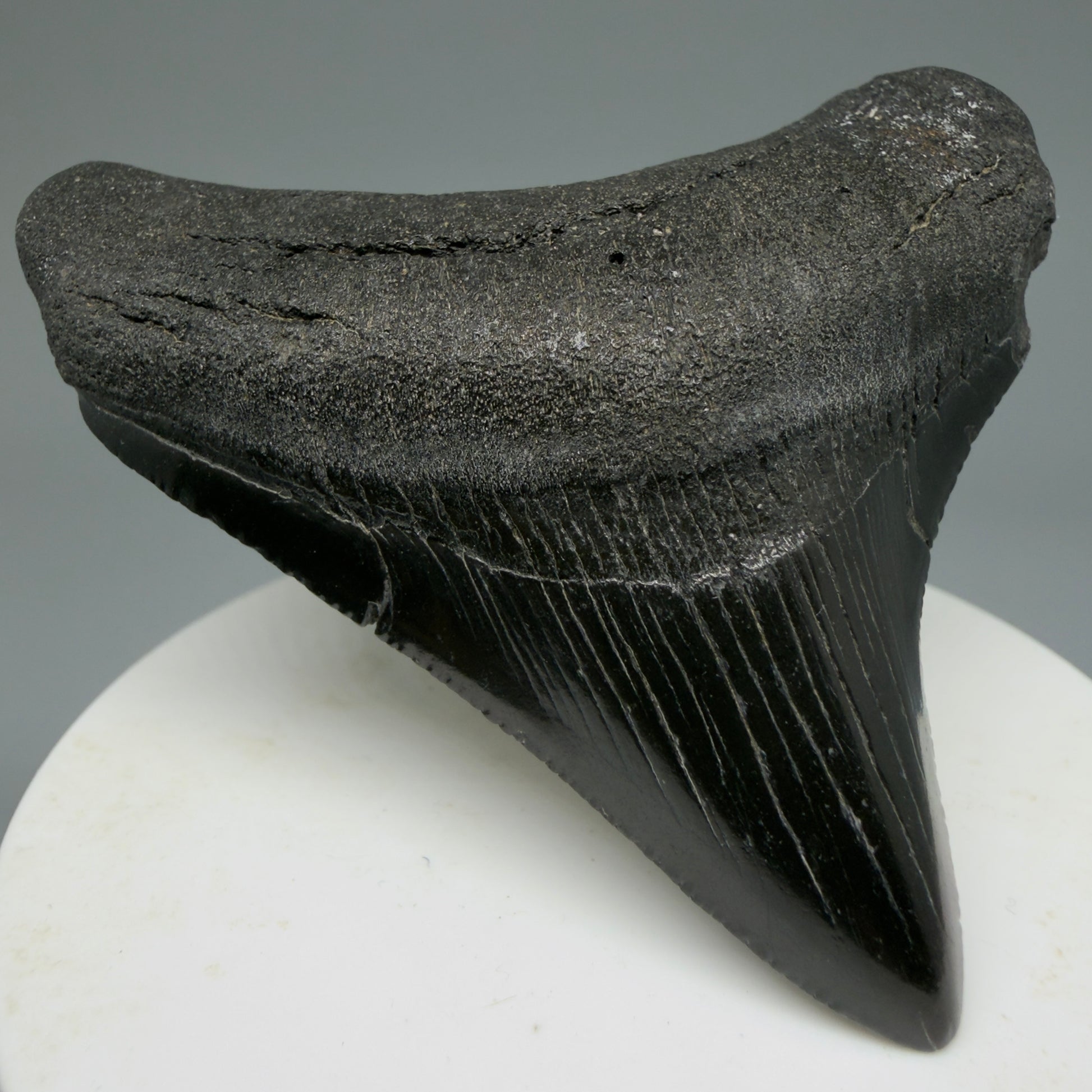 Front Left view 2.65" Dark colors Lateral Fossil Megalodon Tooth – South Carolina River Find | Authentic CM6036
