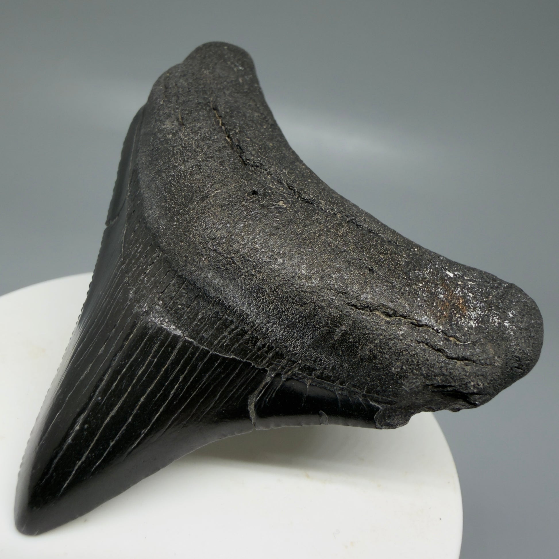 Front Right view 2.65" Dark colors Lateral Fossil Megalodon Tooth – South Carolina River Find | Authentic CM6036