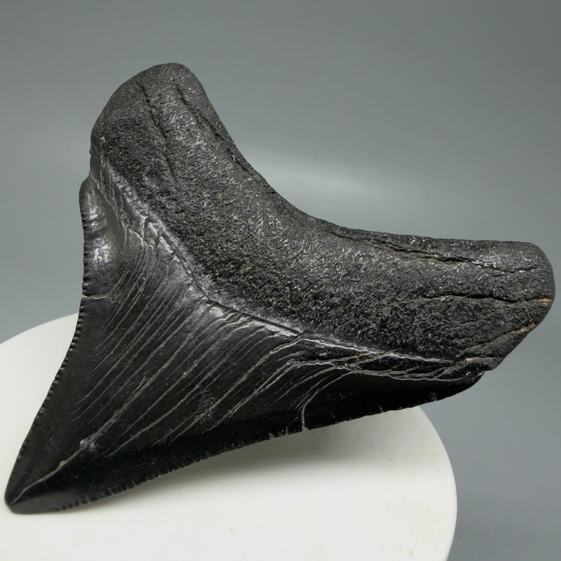 Back Right view 2.65" Dark colors Lateral Fossil Megalodon Tooth – South Carolina River Find | Authentic CM6036