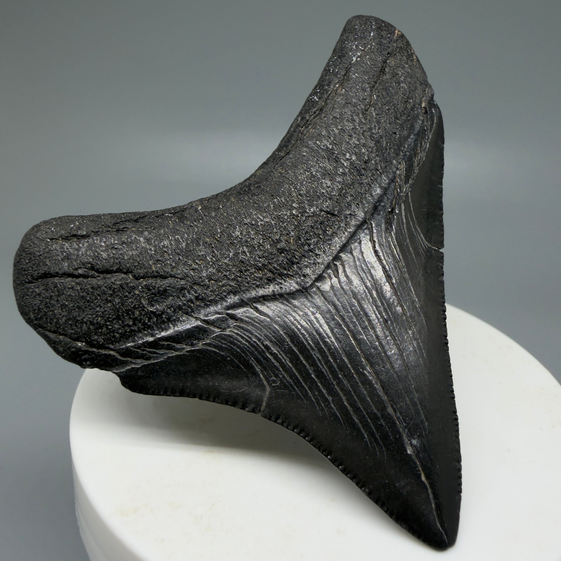 Back Left view 2.65" Dark colors Lateral Fossil Megalodon Tooth – South Carolina River Find | Authentic CM6036