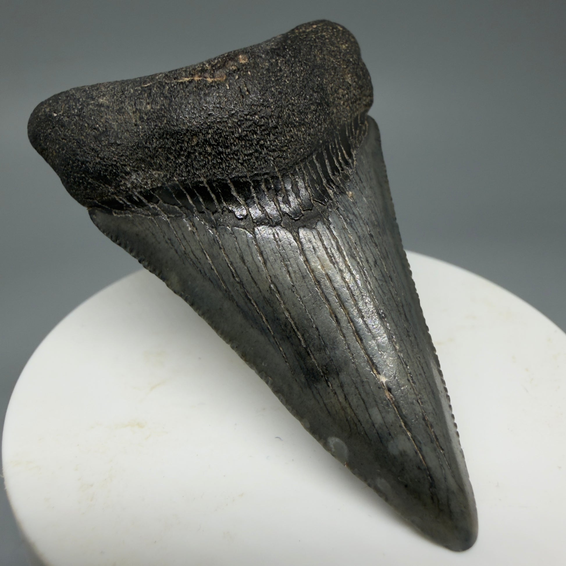Front Left View Dark Colors 2.62" Fossil Megalodon Tooth from South Carolina CM6035