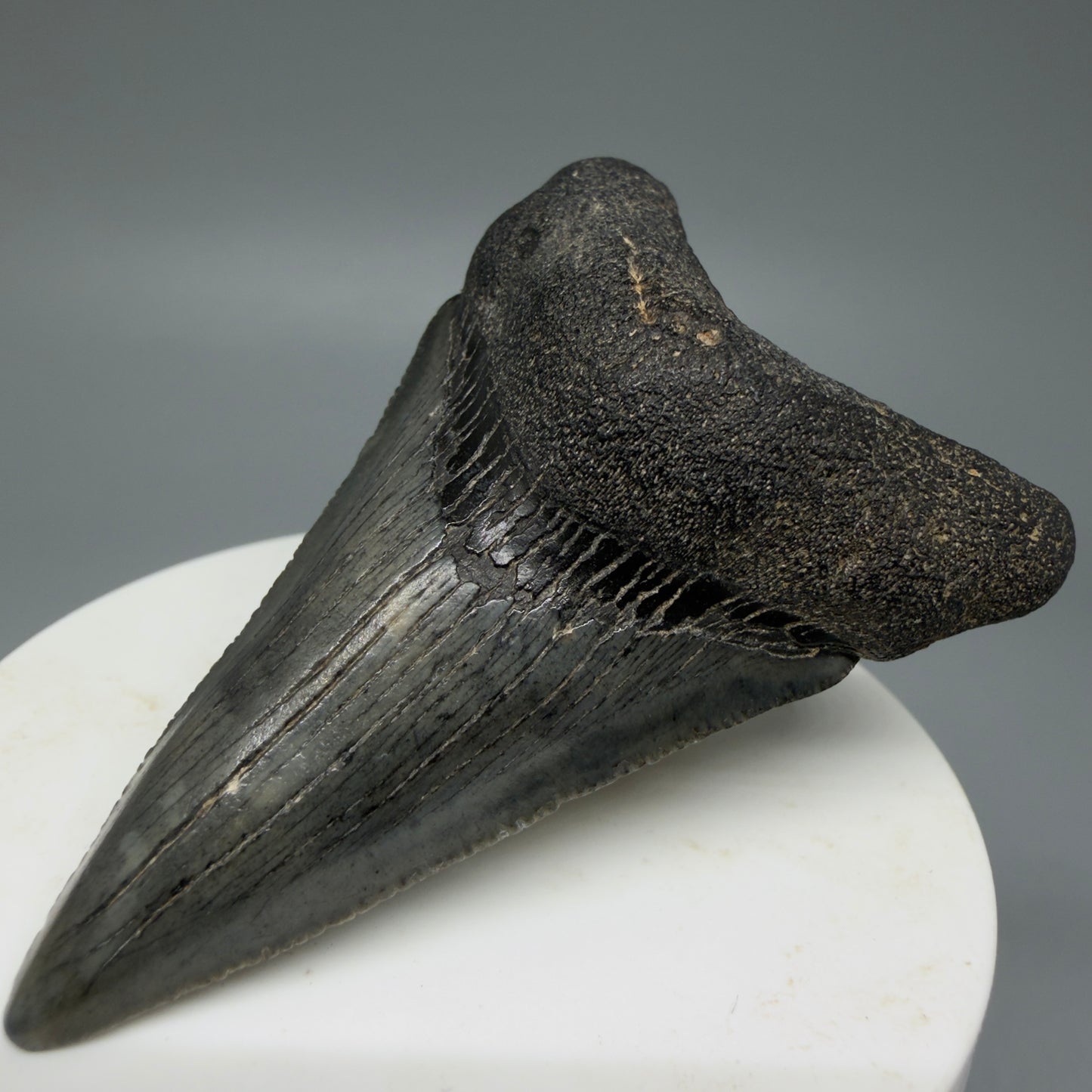 Front Right View Dark Colors 2.62" Fossil Megalodon Tooth from South Carolina CM6035