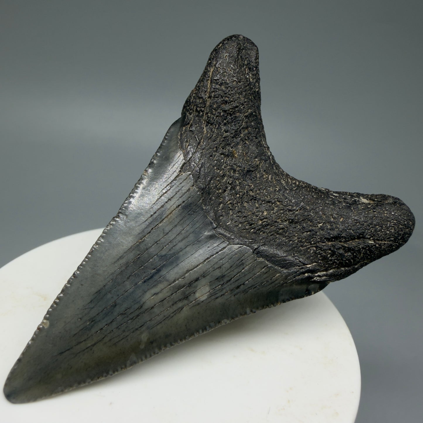 Back Right View Dark Colors 2.62" Fossil Megalodon Tooth from South Carolina CM6035