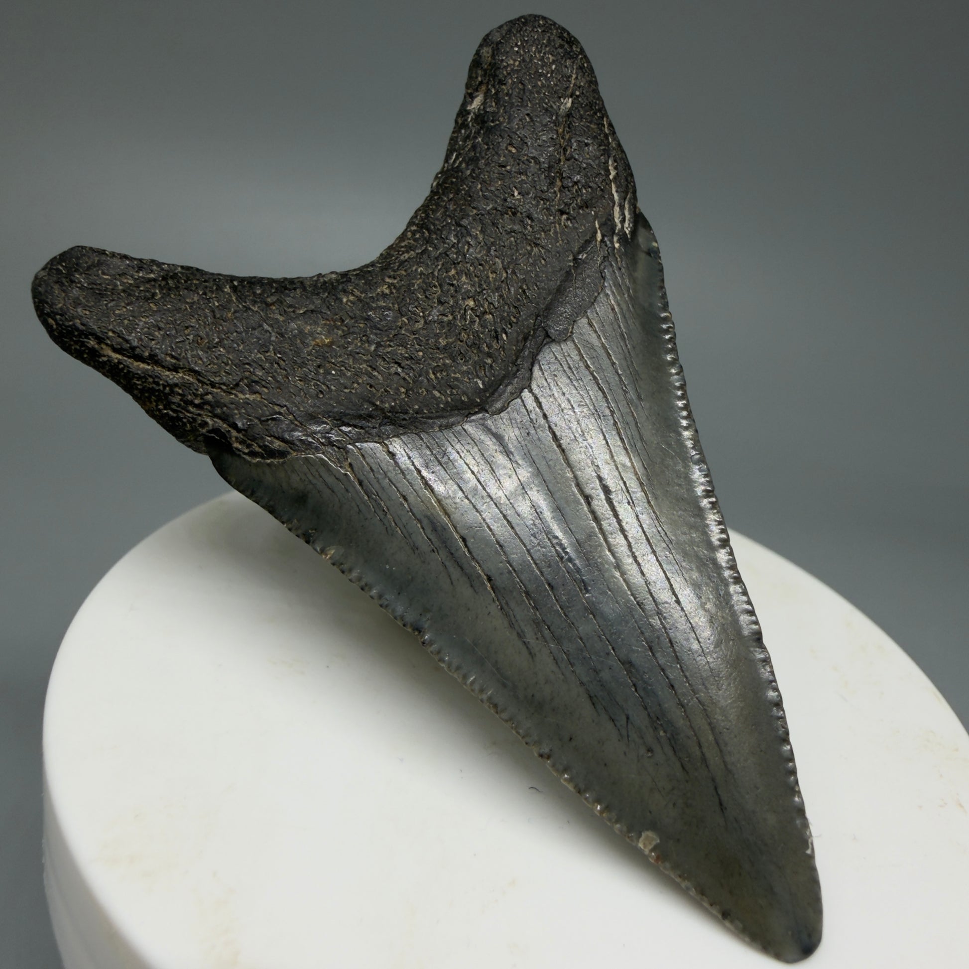 Back Left View Dark Colors 2.62" Fossil Megalodon Tooth from South Carolina CM6035