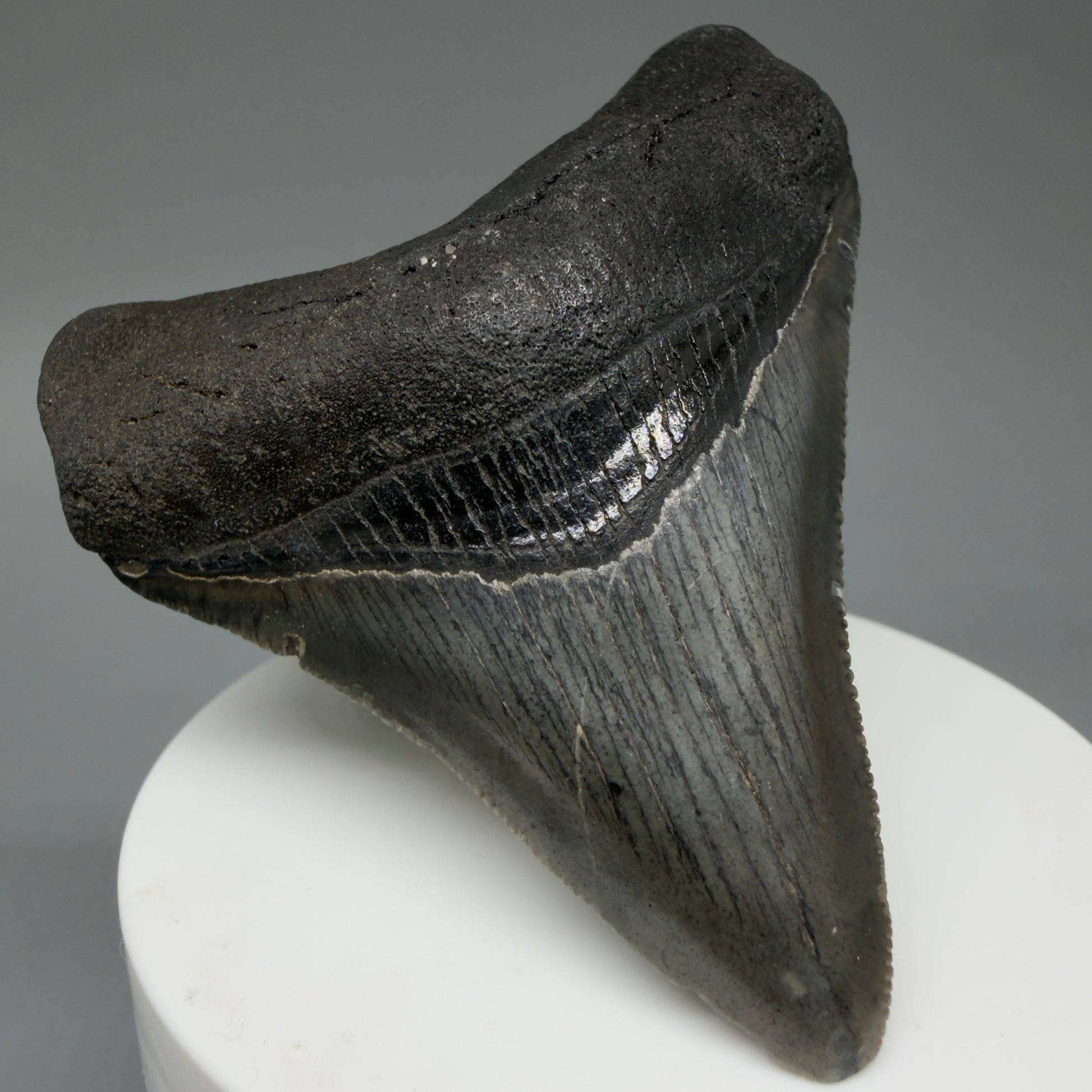 Front Left View 2.96" Colorful Fossil Megalodon Tooth – South Carolina River Find | Authentic CM603