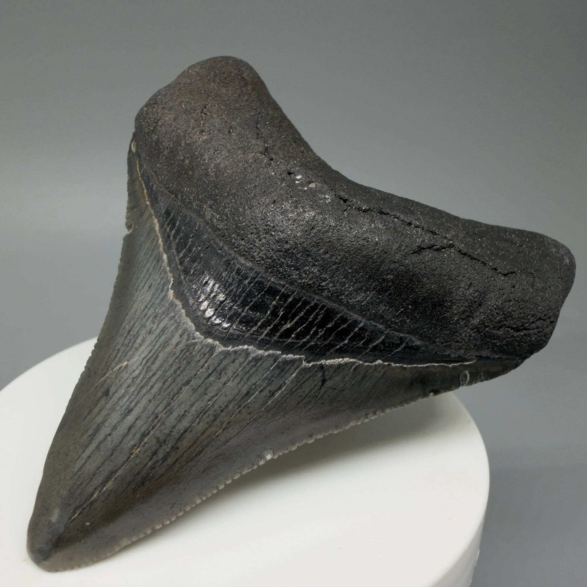 Front Right View 2.96" Colorful Fossil Megalodon Tooth – South Carolina River Find | Authentic CM603