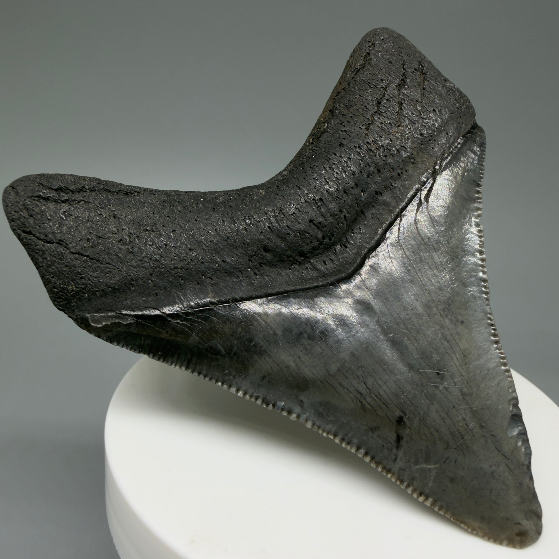 Back Left View 2.96" Colorful Fossil Megalodon Tooth – South Carolina River Find | Authentic CM603