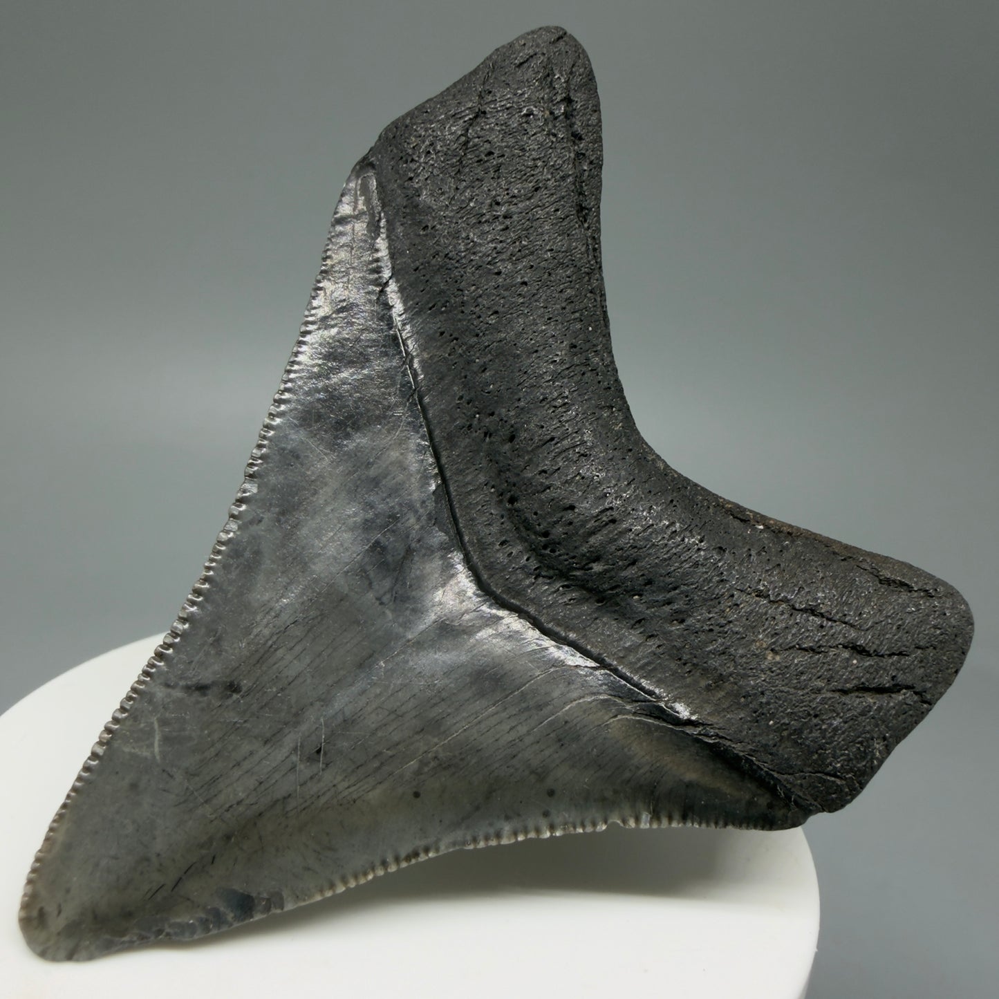 Back Right View 2.96" Colorful Fossil Megalodon Tooth – South Carolina River Find | Authentic CM603