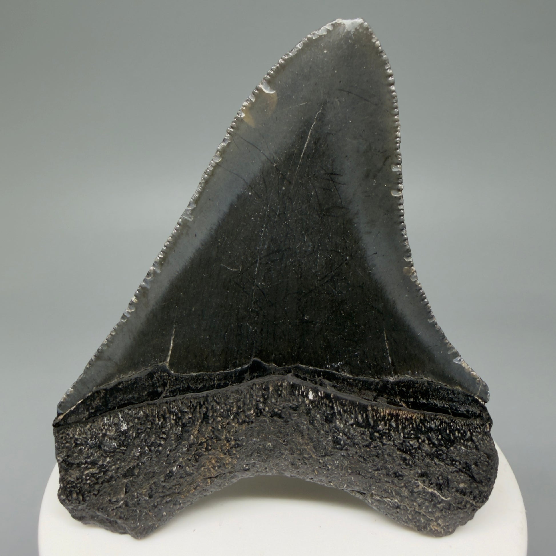 Back View 2.96" Colorful Fossil Megalodon Tooth – South Carolina River Find | Authentic CM6031