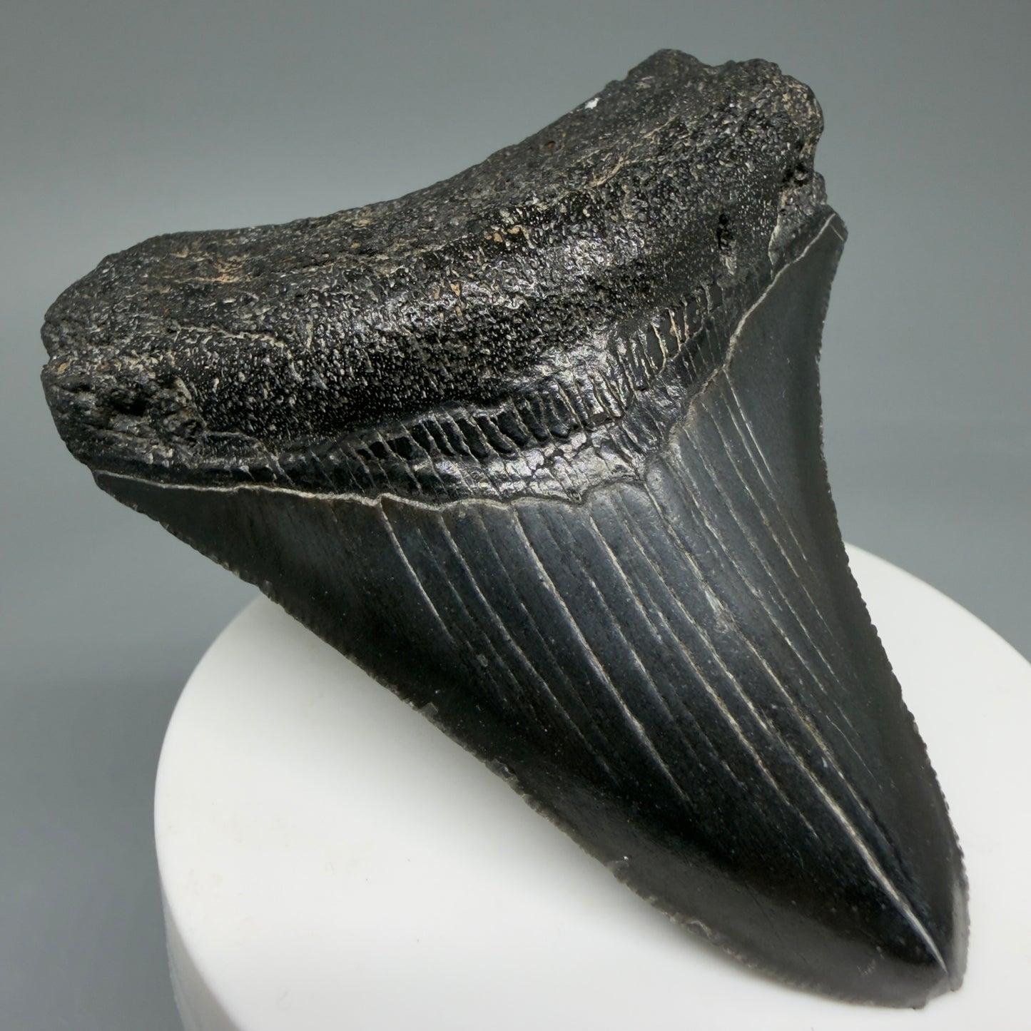Front Left View 2.96" Colorful Fossil Megalodon Tooth – South Carolina River Find | Authentic CM6031