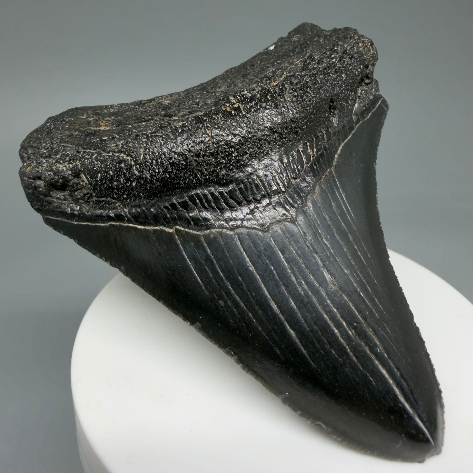 Front Left View 2.96" Colorful Fossil Megalodon Tooth – South Carolina River Find | Authentic CM6031