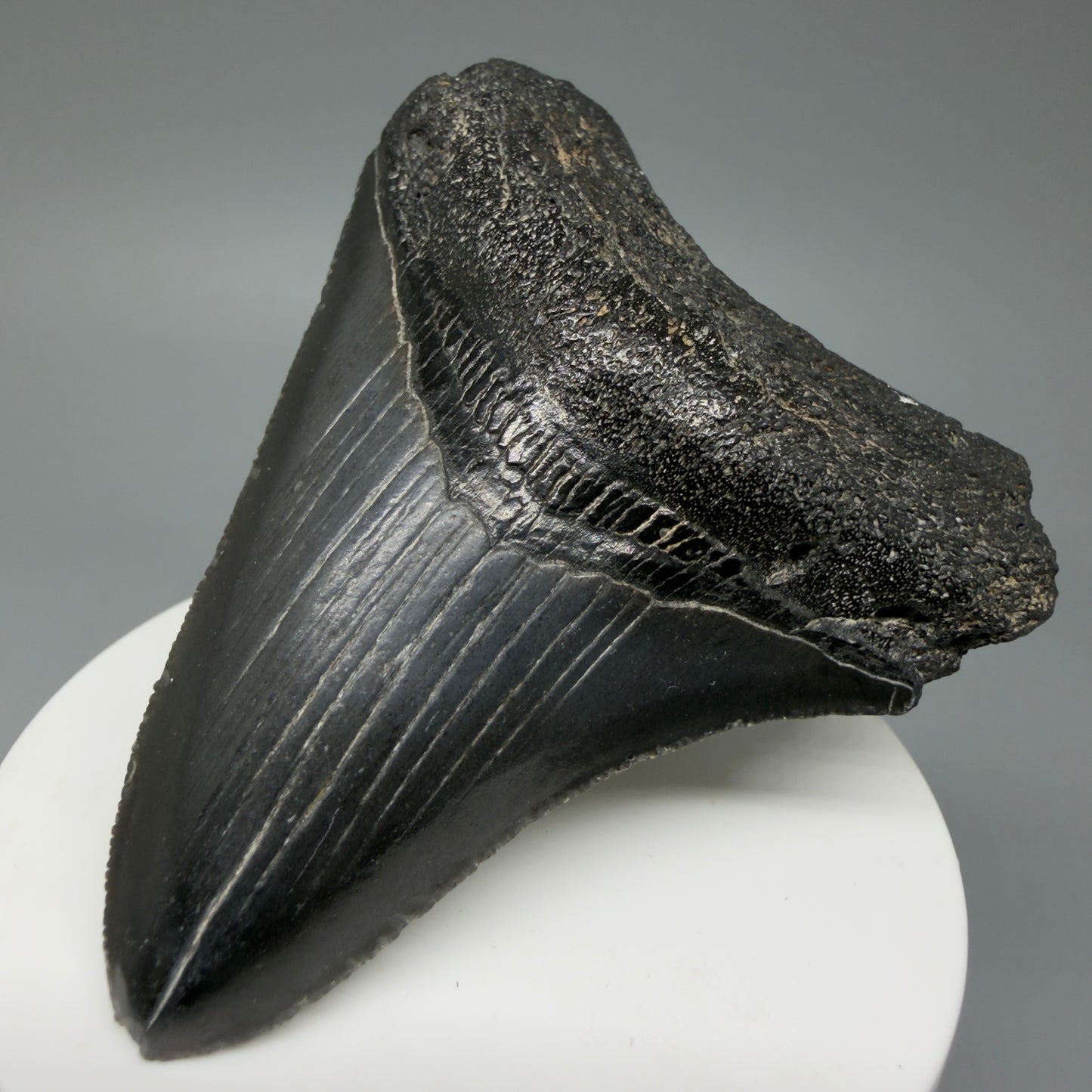 Front Right View 2.96" Colorful Fossil Megalodon Tooth – South Carolina River Find | Authentic CM6031