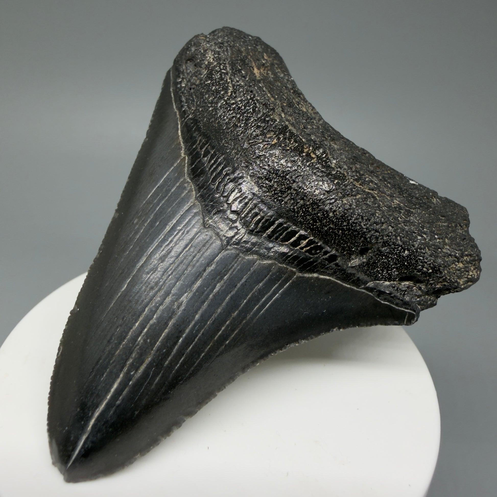 Front Right View 2.96" Colorful Fossil Megalodon Tooth – South Carolina River Find | Authentic CM6031