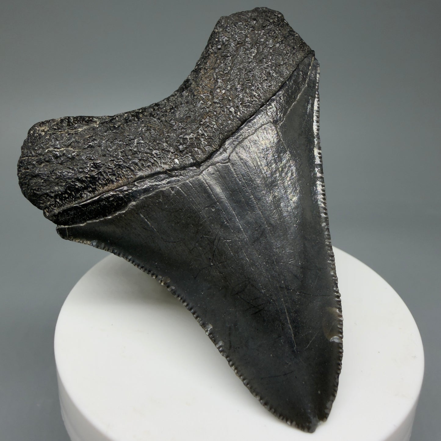 Back Left View 2.96" Colorful Fossil Megalodon Tooth – South Carolina River Find | Authentic CM6031