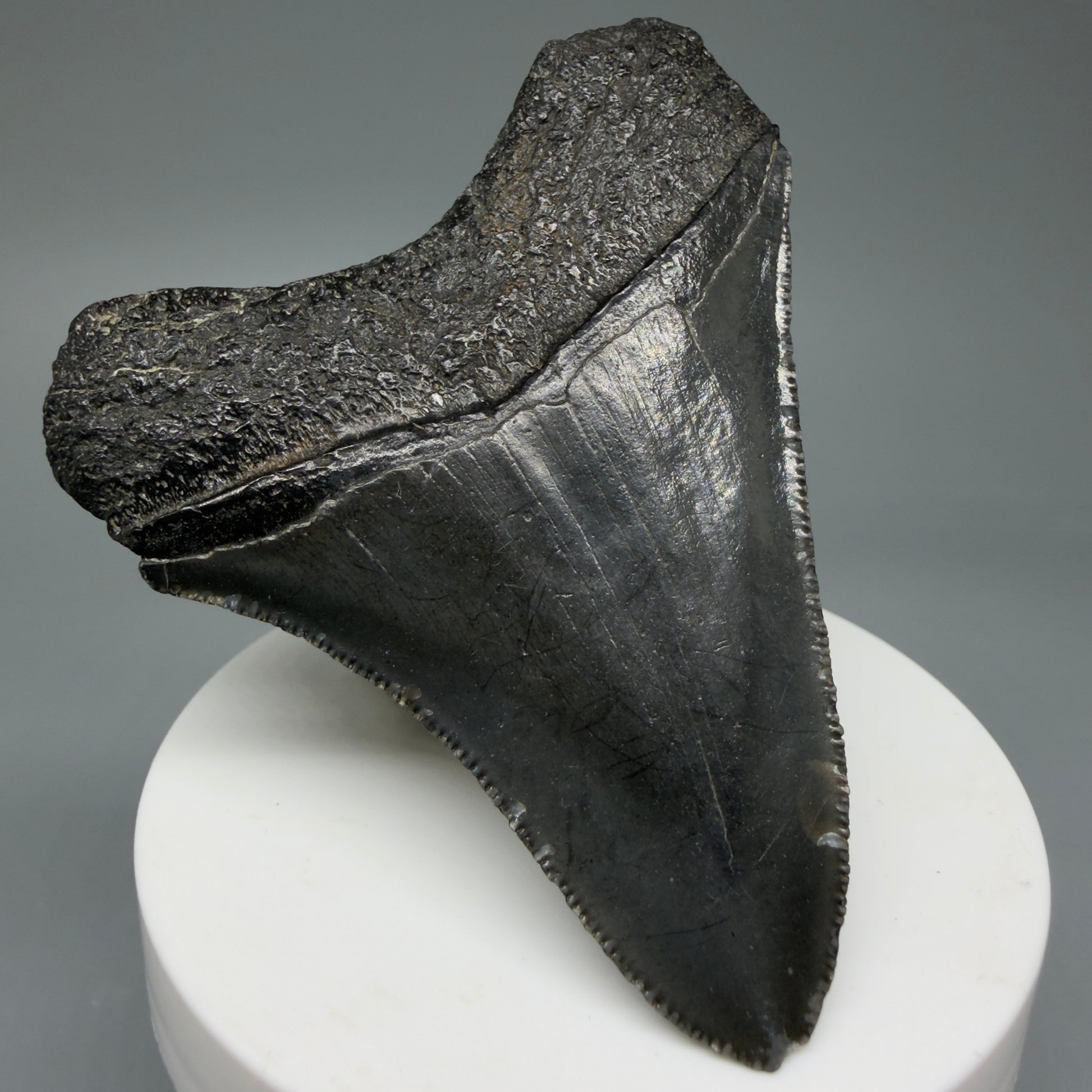 Back Left View 2.96" Colorful Fossil Megalodon Tooth – South Carolina River Find | Authentic CM6031