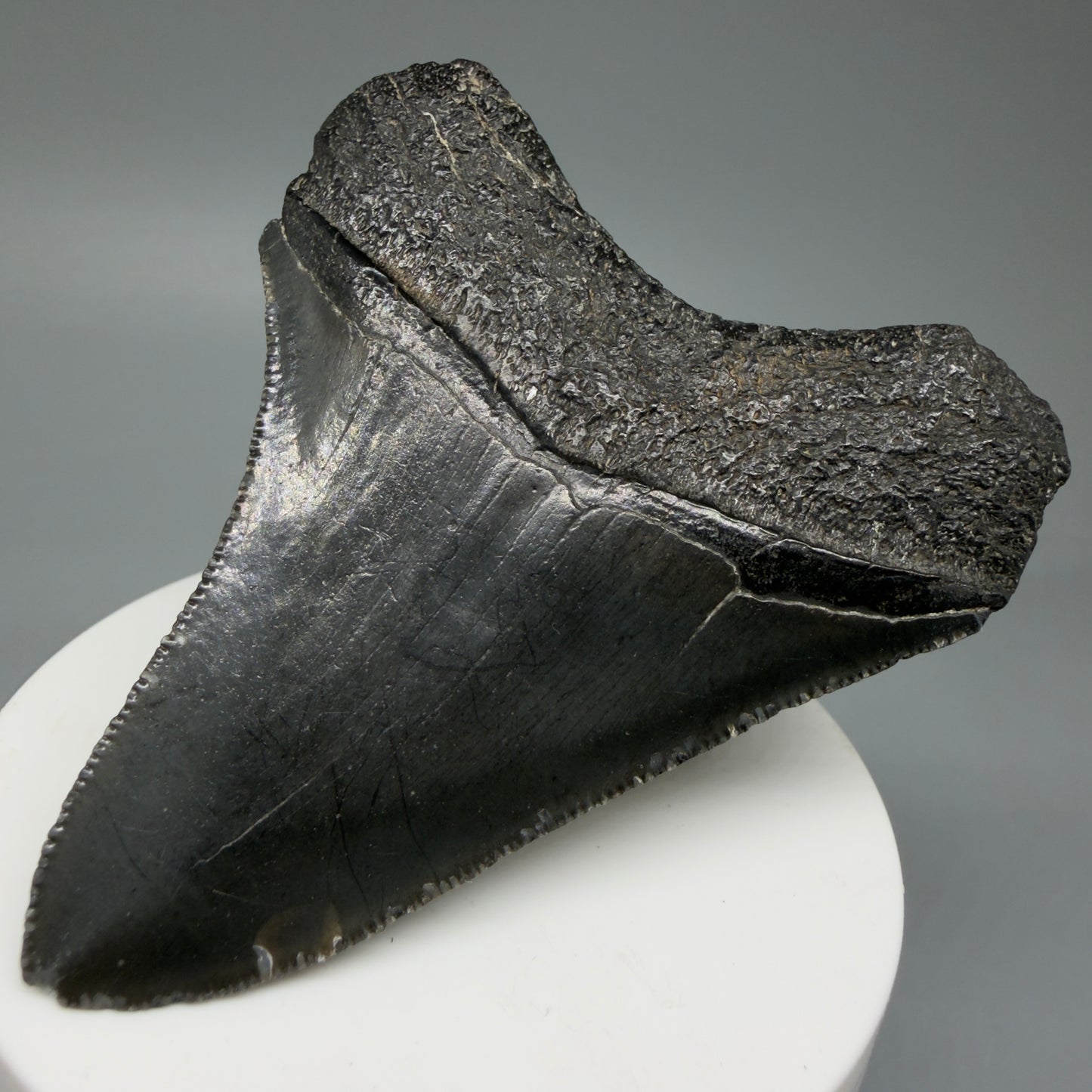 Back Right View 2.96" Colorful Fossil Megalodon Tooth – South Carolina River Find | Authentic CM6031