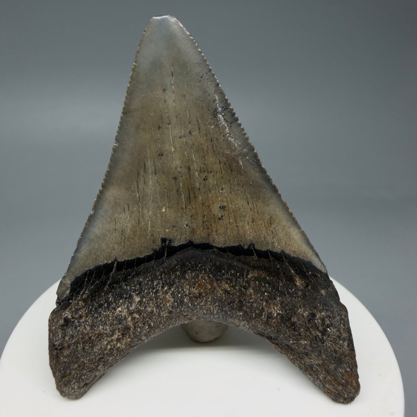 Back View 2.62" Colorful Fossil Megalodon Tooth – South Carolina River Find | Authentic Megalodon Tooth CM6034