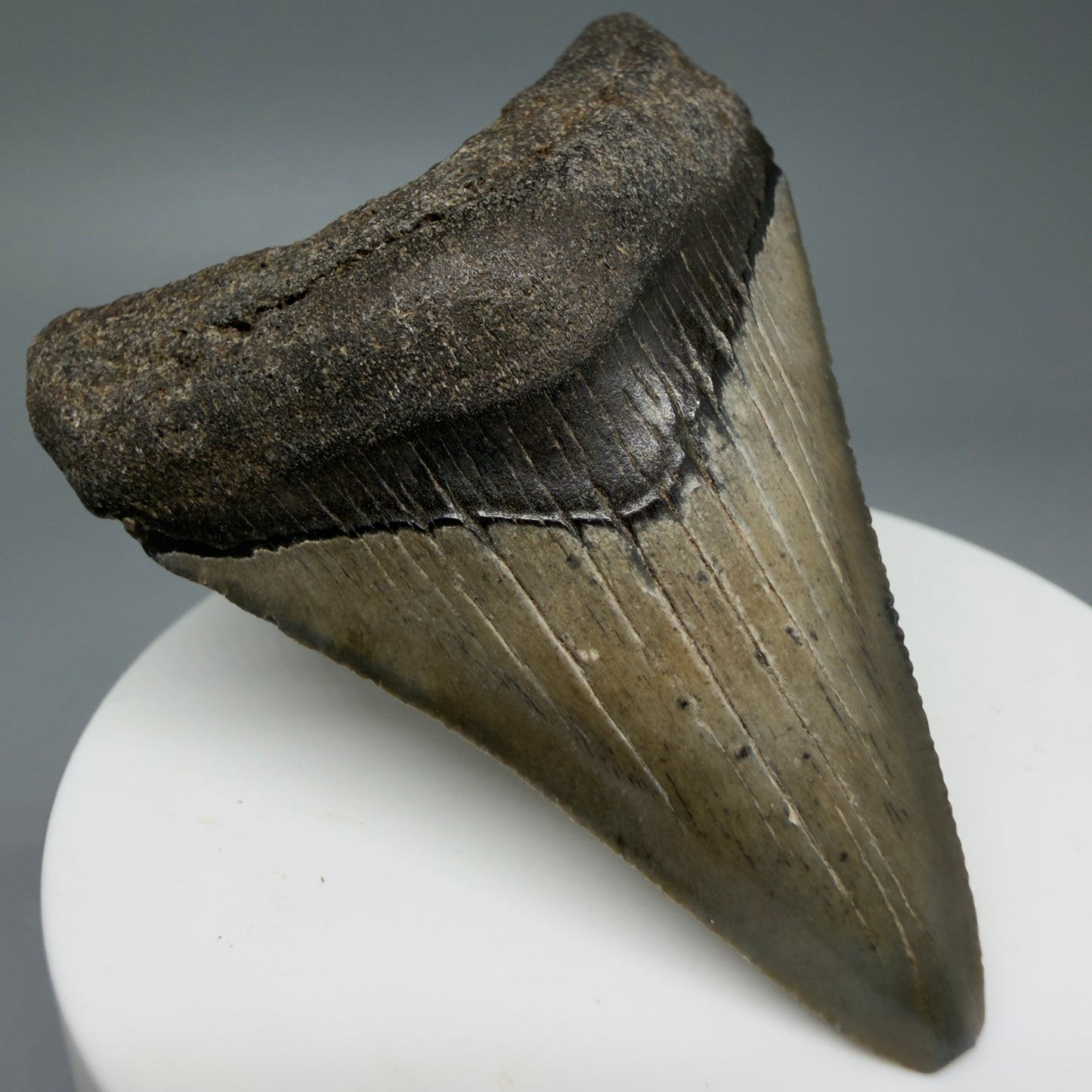 Front Left View 2.62" Colorful Fossil Megalodon Tooth – South Carolina River Find | Authentic Megalodon Tooth CM6034