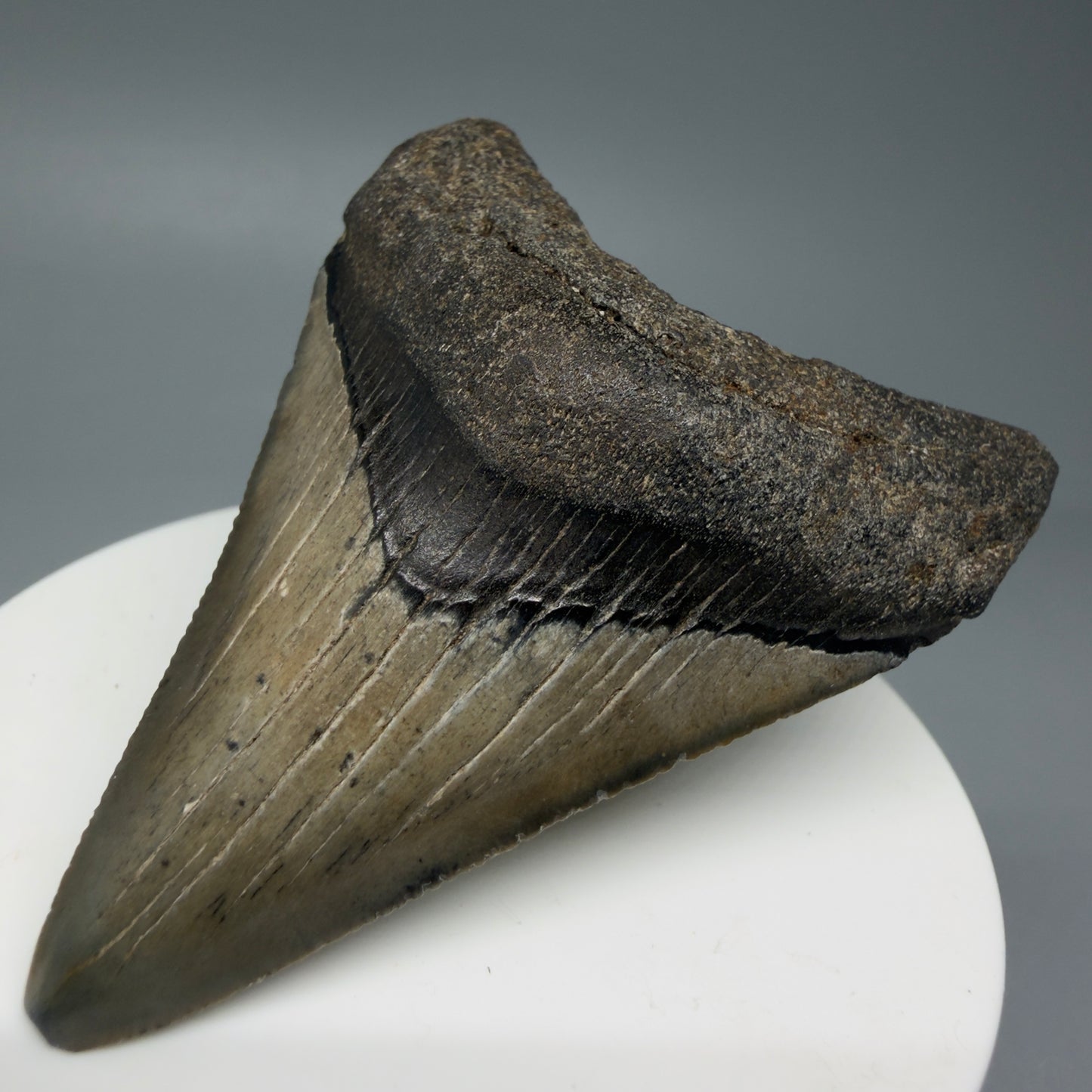 Front Right View 2.62" Colorful Fossil Megalodon Tooth – South Carolina River Find | Authentic Megalodon Tooth CM6034