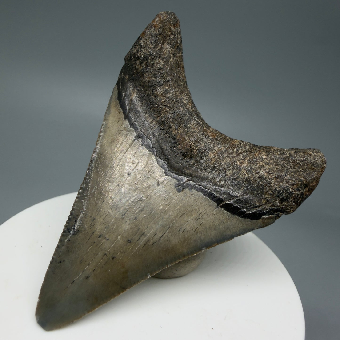 Back Right View 2.62" Colorful Fossil Megalodon Tooth – South Carolina River Find | Authentic Megalodon Tooth CM6034